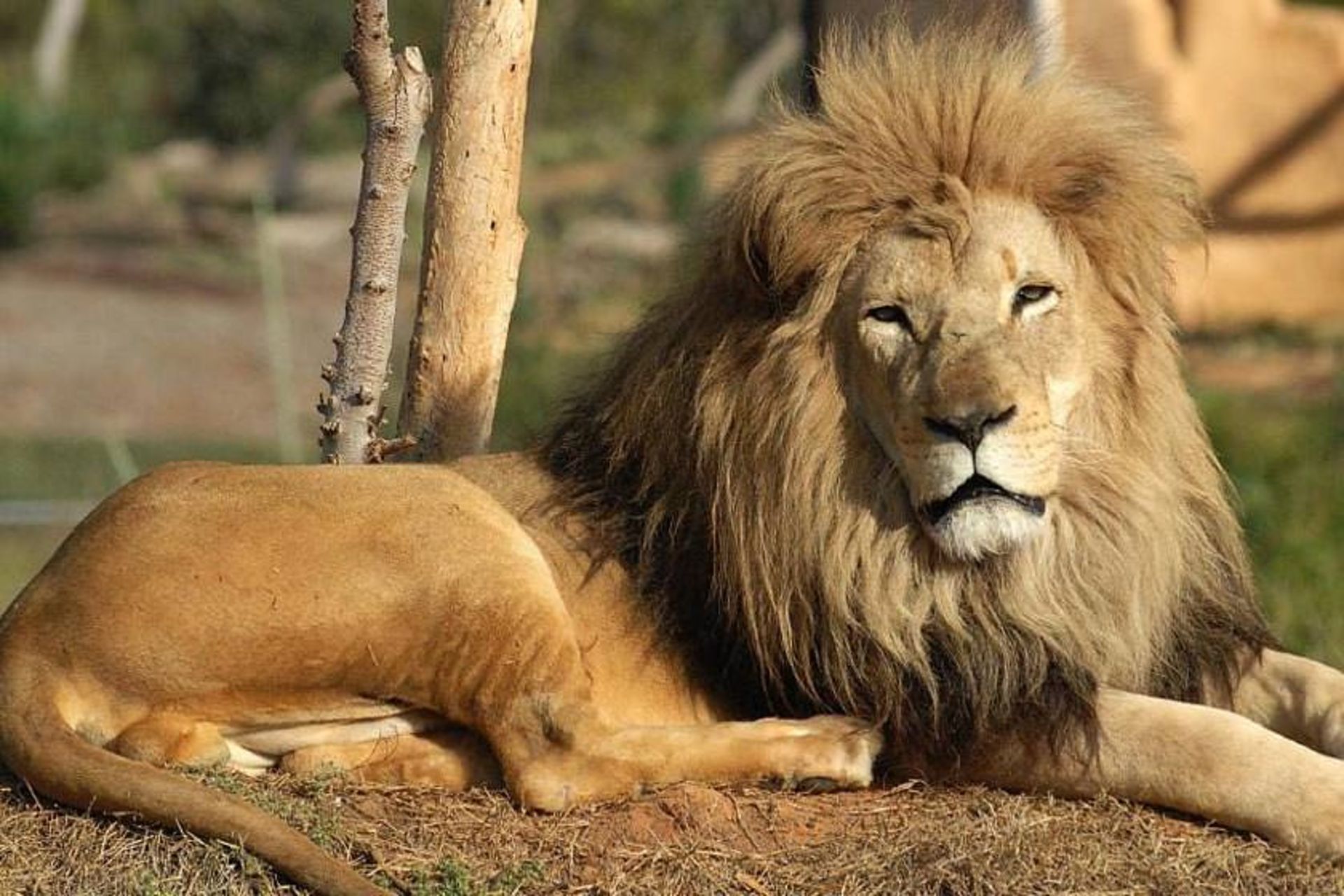 باغ وحش وربی