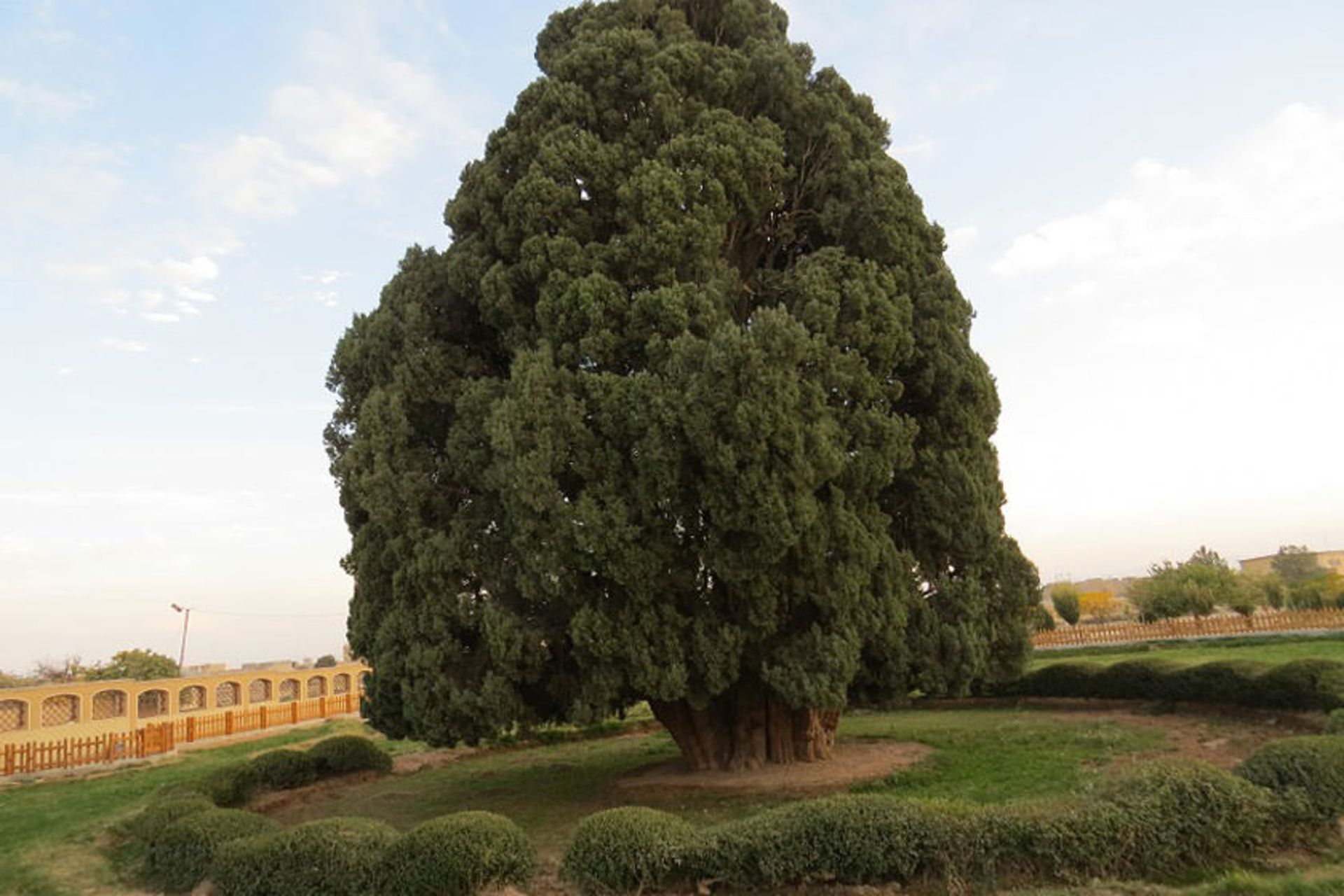 سرو ابرکوه