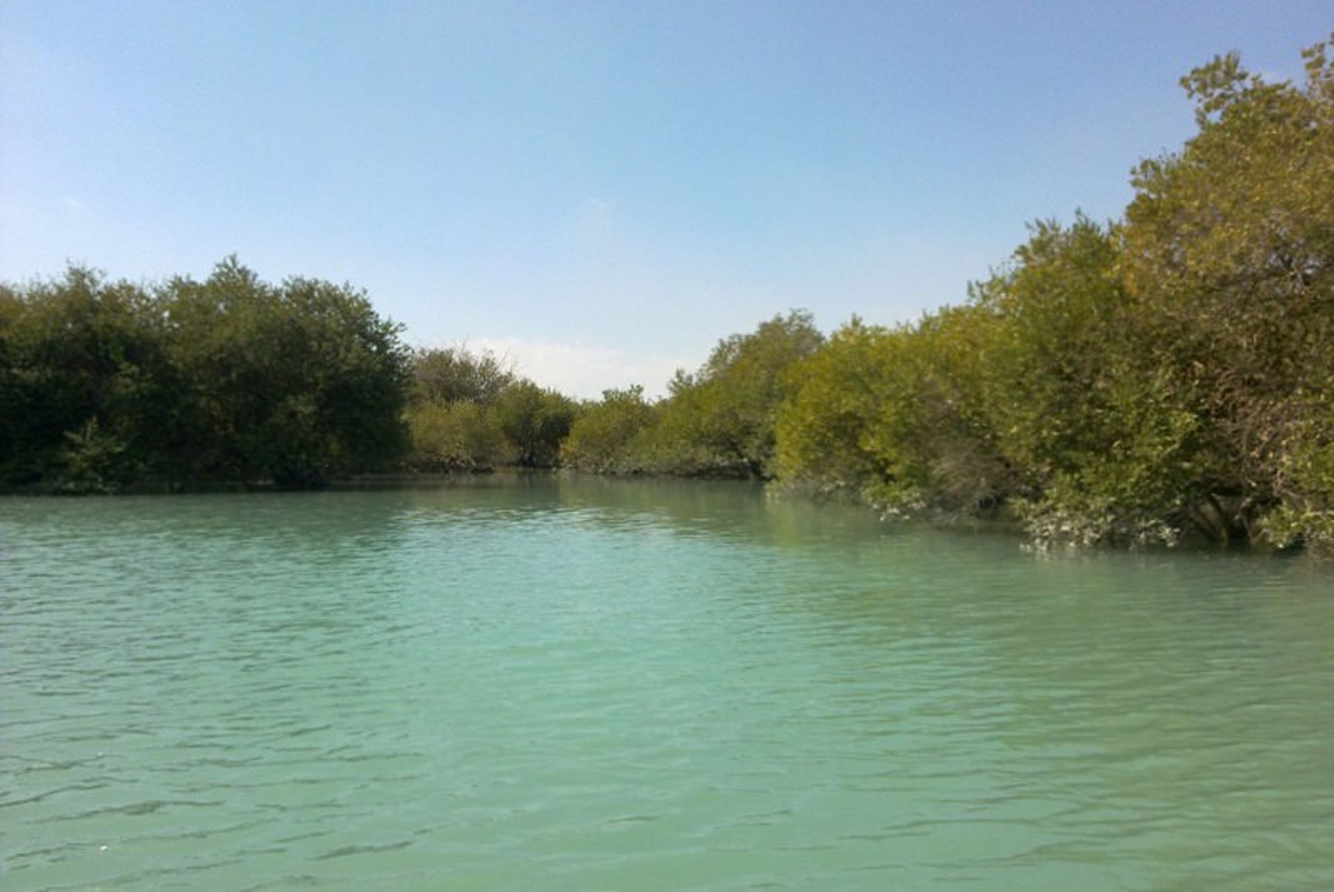 جنگل های حرا