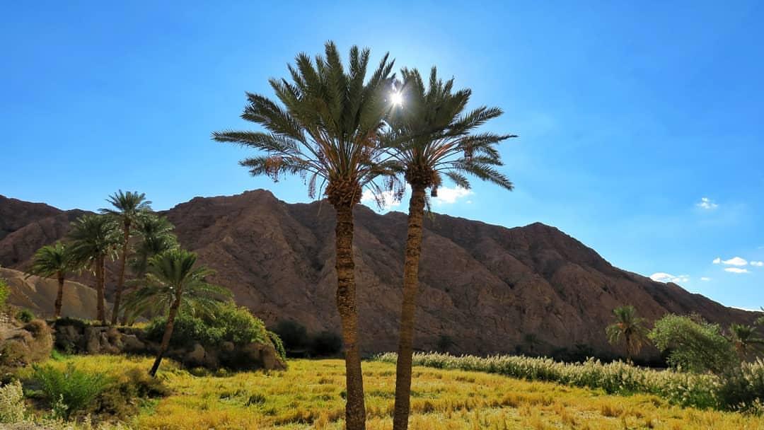 طبس