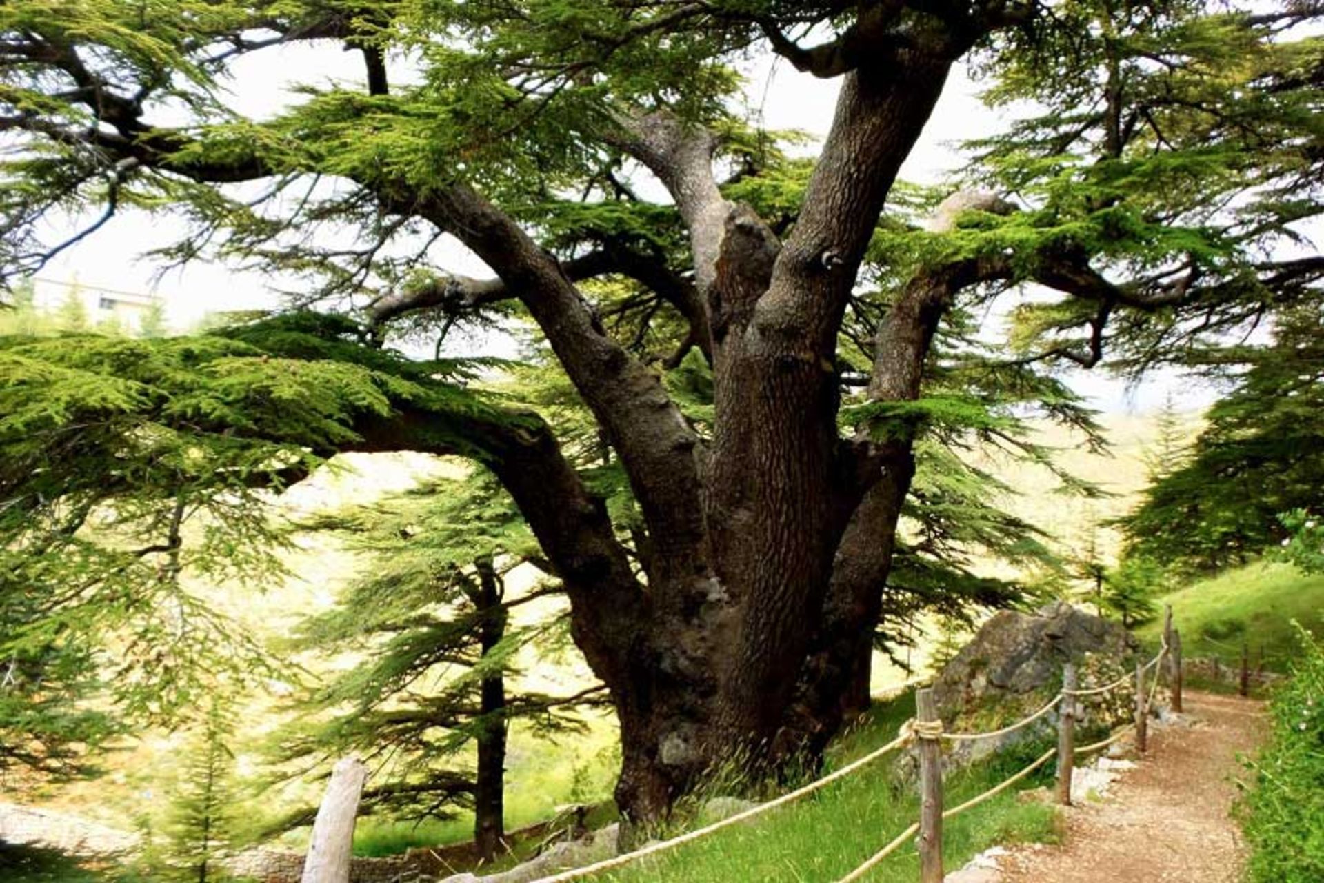 جنگل سدرهای خدا