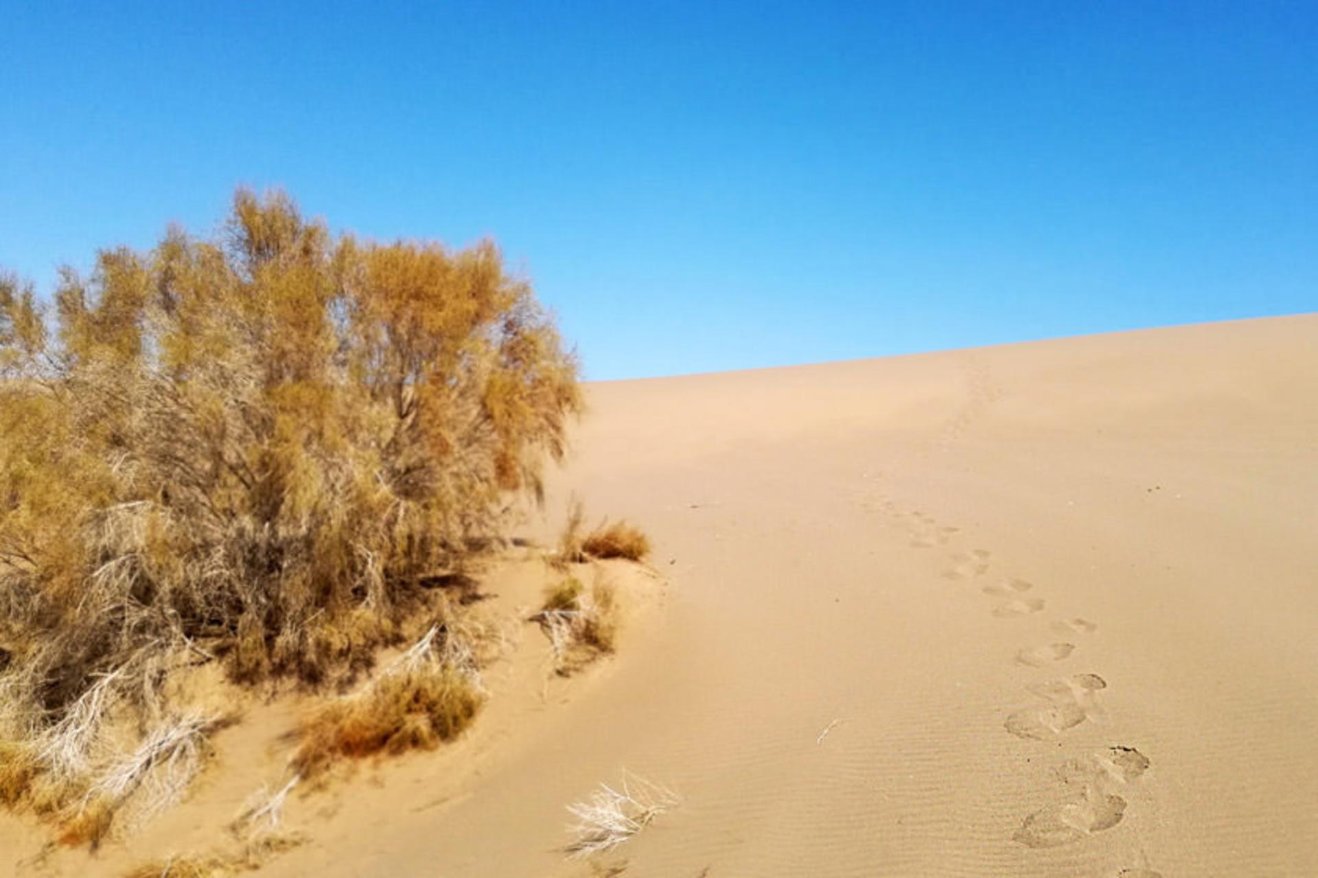 ریگ بلند 