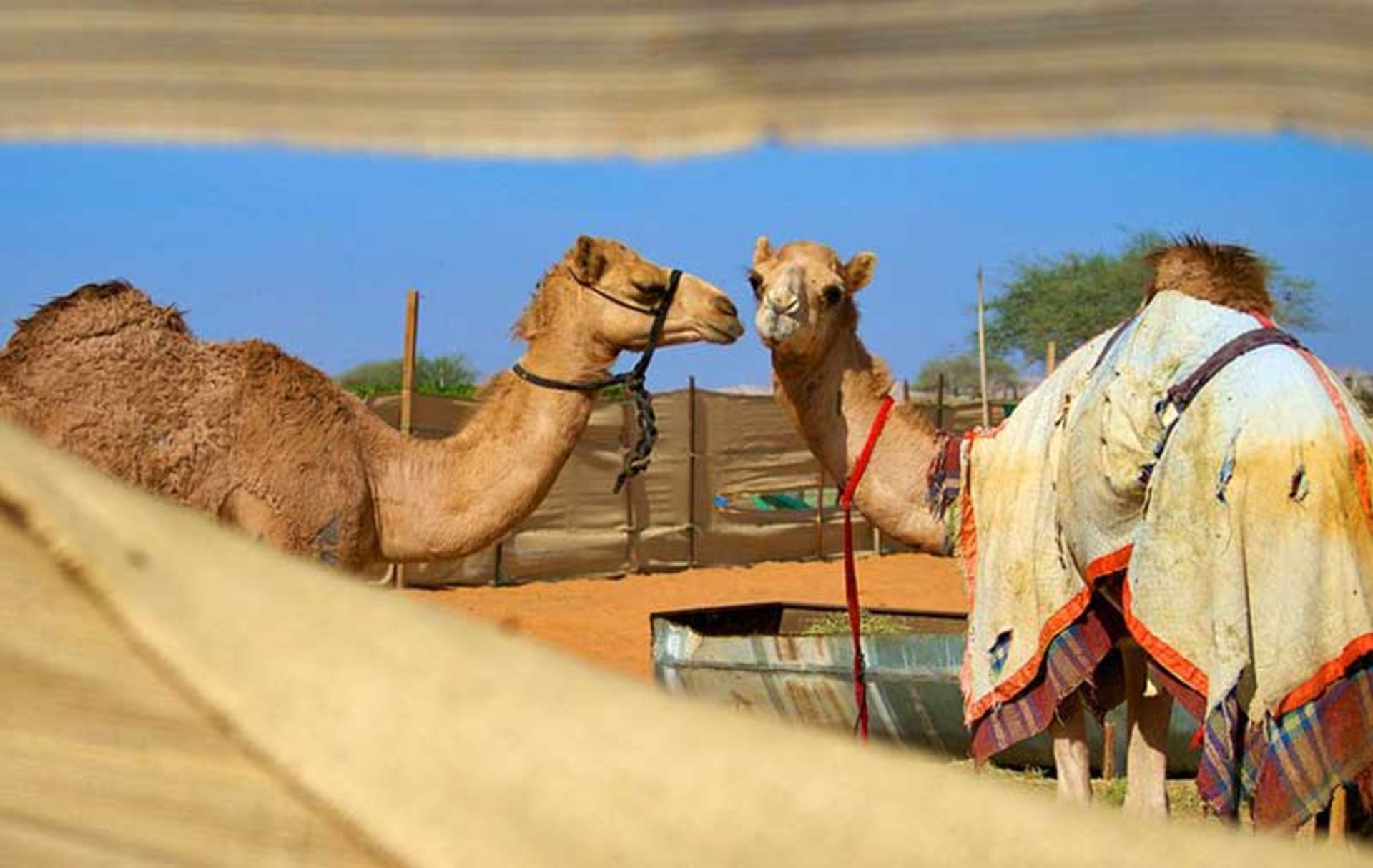 دیدنی های العین، امارات