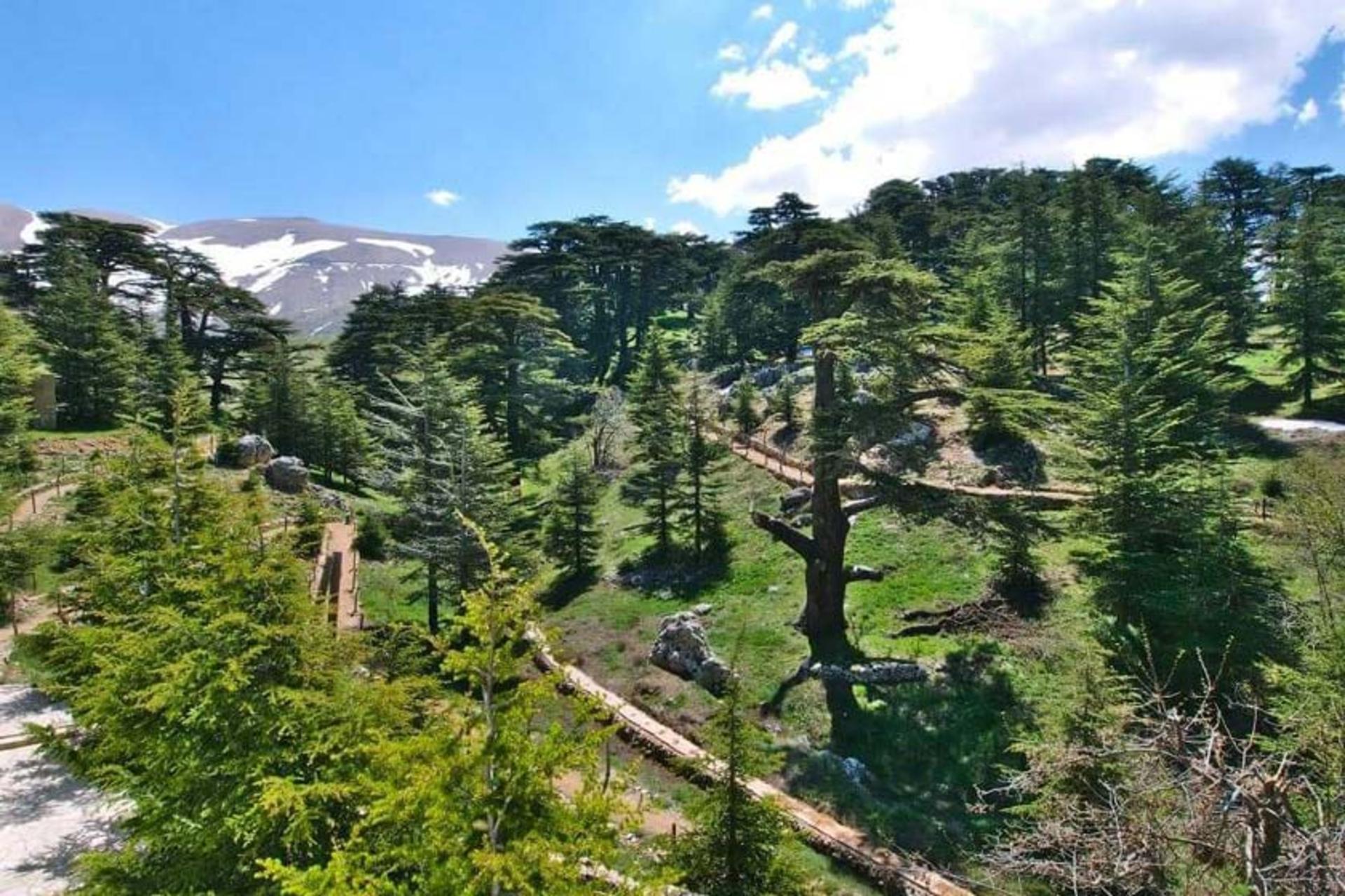 جنگل سدرهای خدا