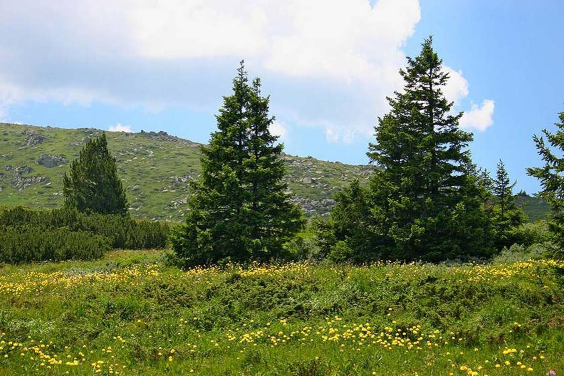 پارک طبیعی ویتوشا