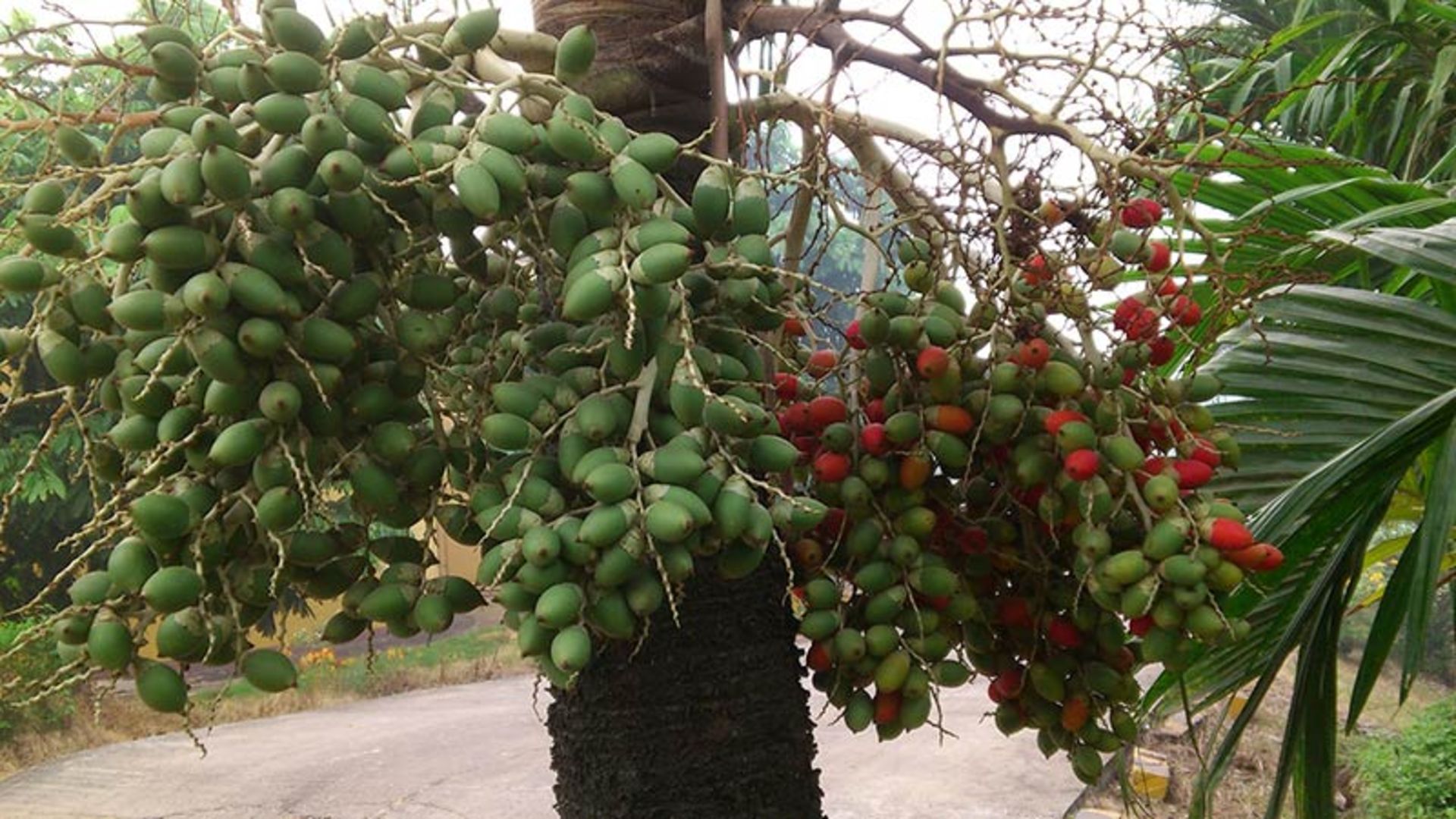 میوه پینانگ