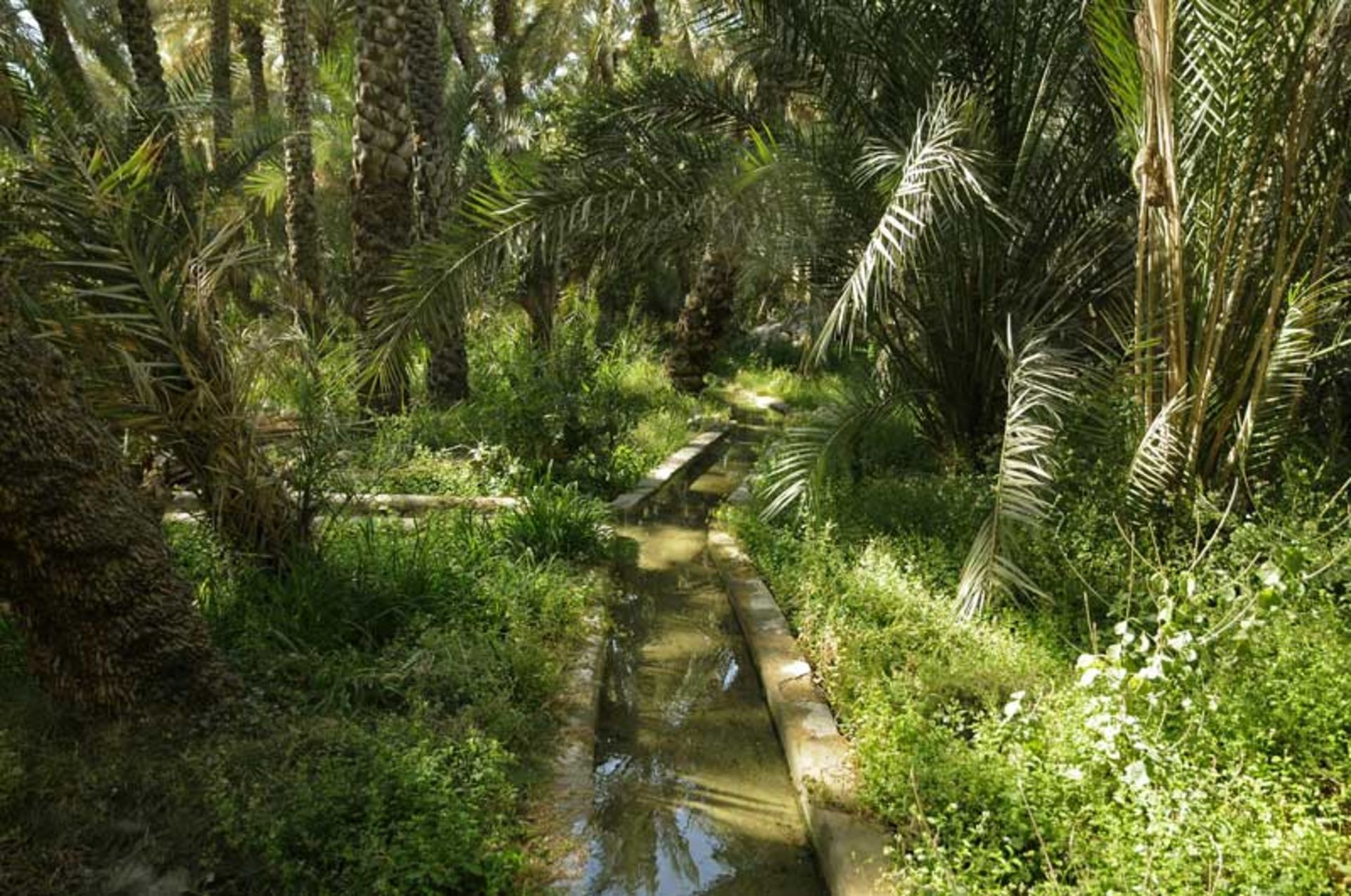 دیدنی های العین، امارات