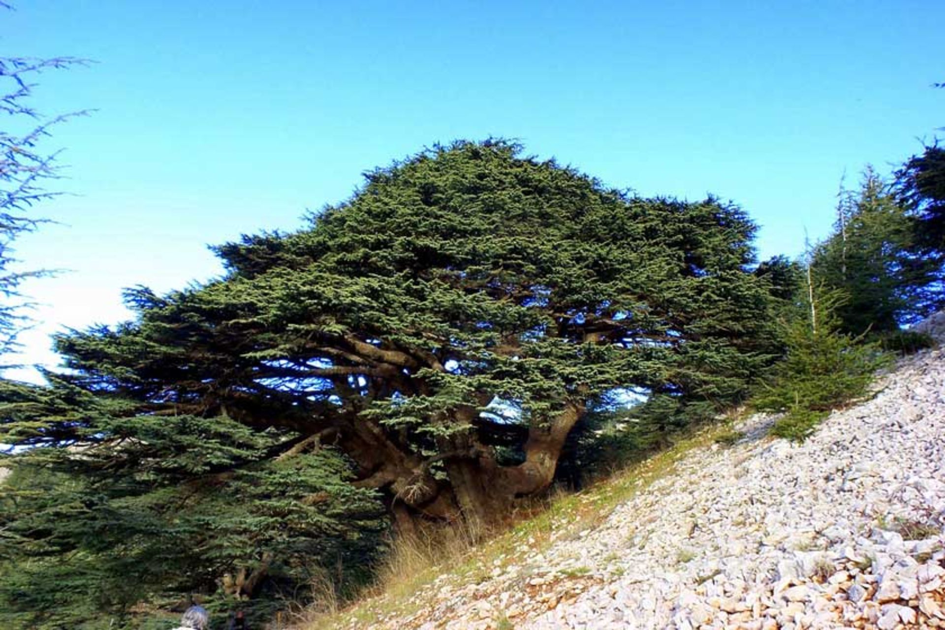 جنگل سدرهای خدا