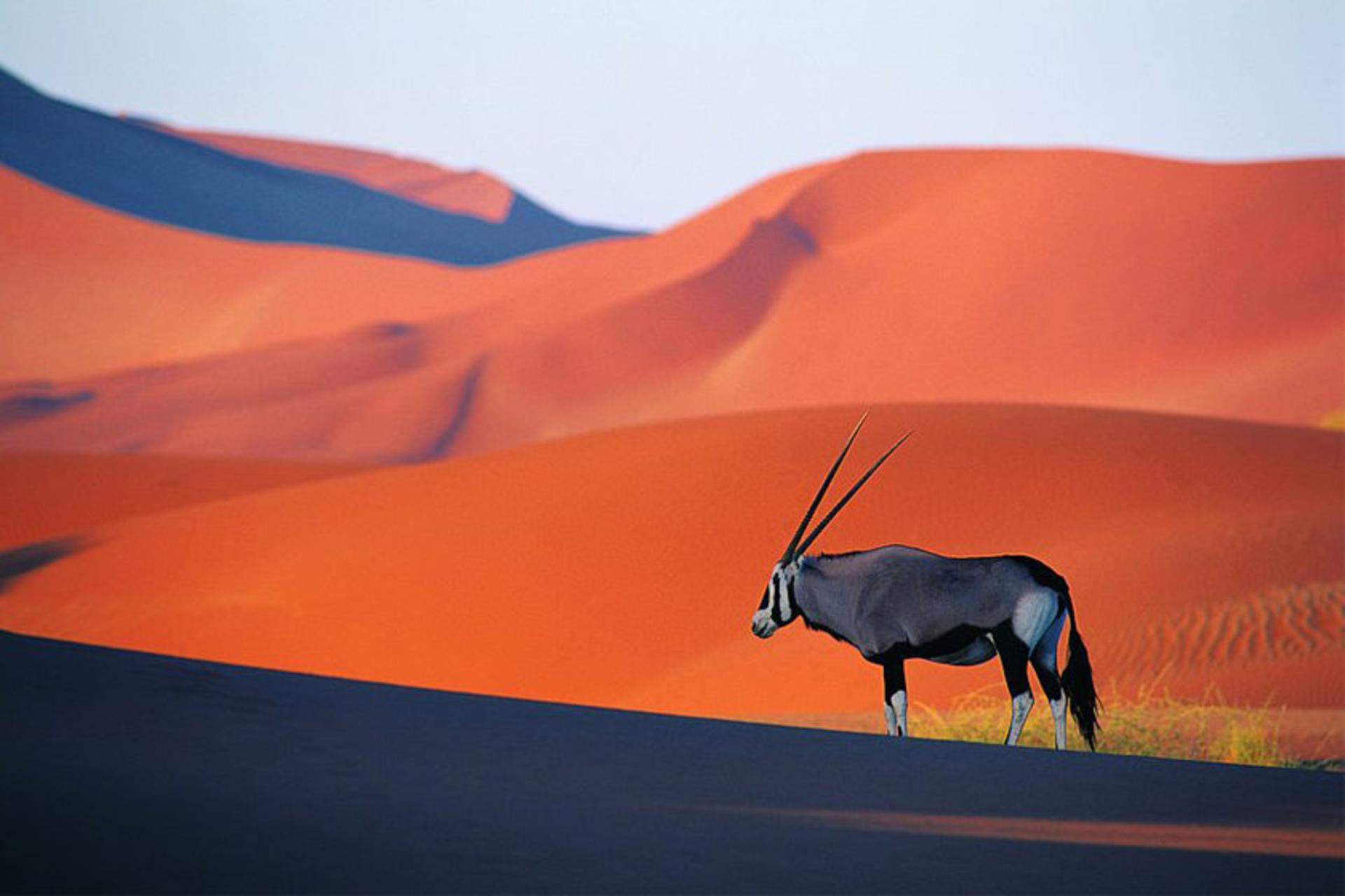 صحرای نامیب