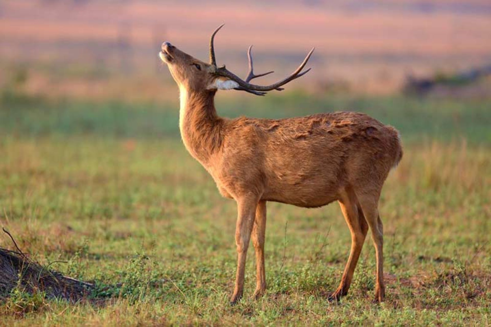 ذخیره گاه کانا
