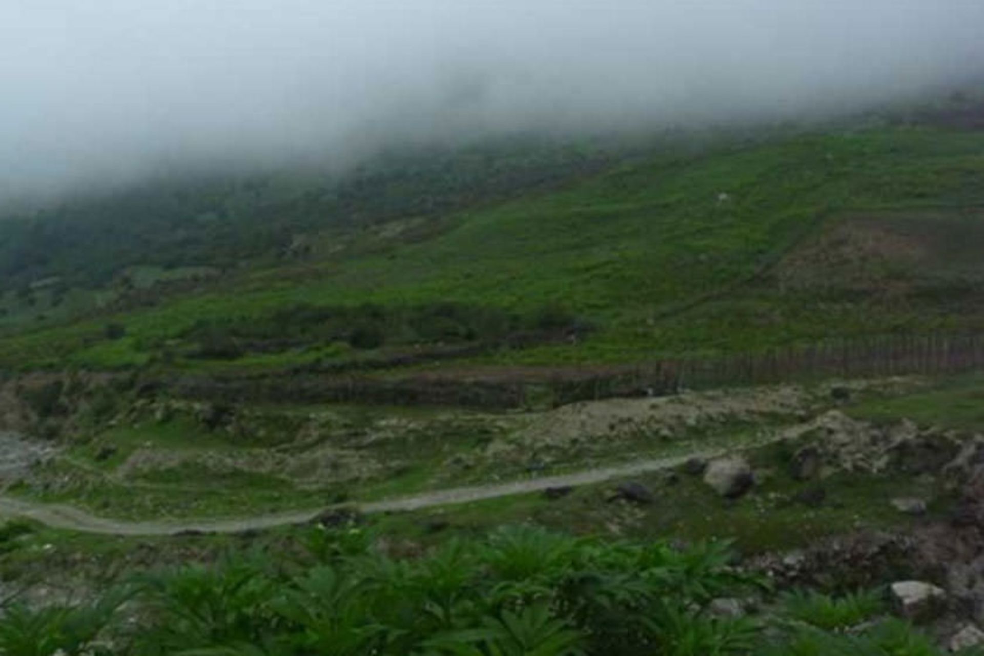 منطقه جنگلی واز
