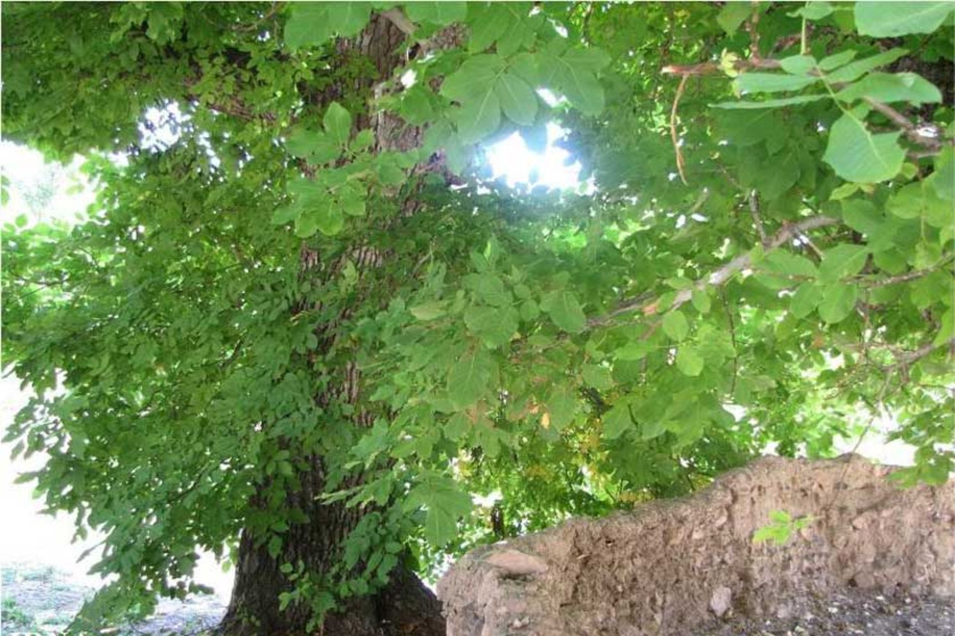 درخت کهنسال