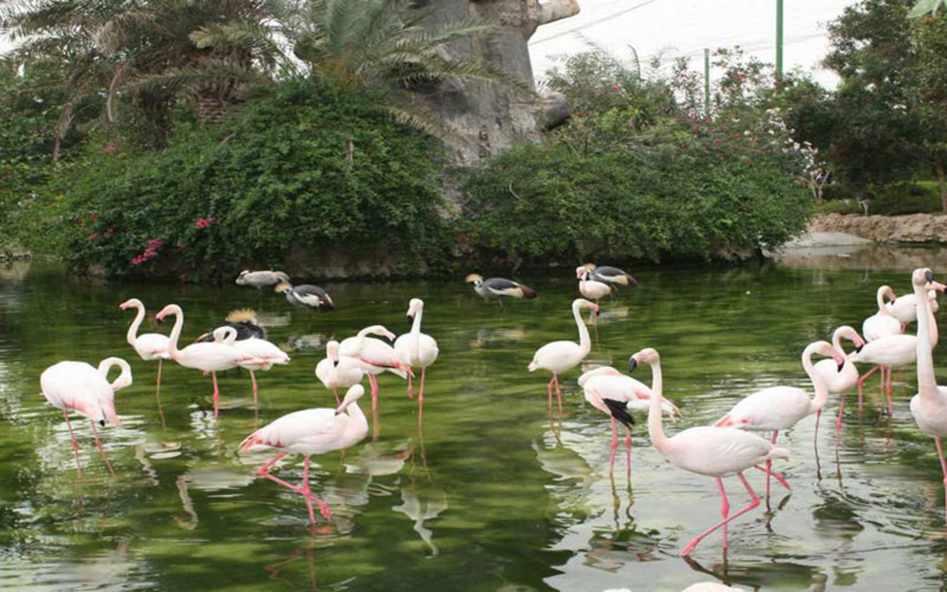 باغ پرندگان