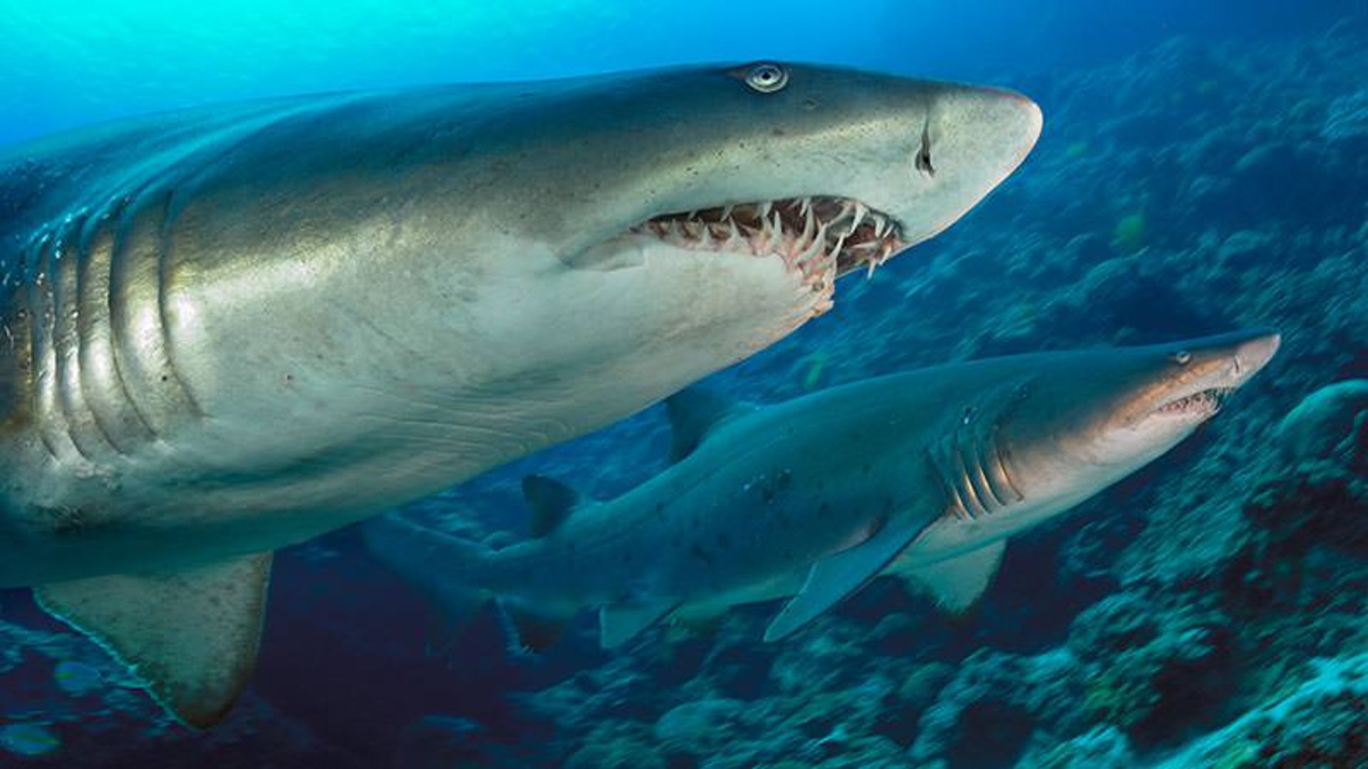 کوسه sand tiger
