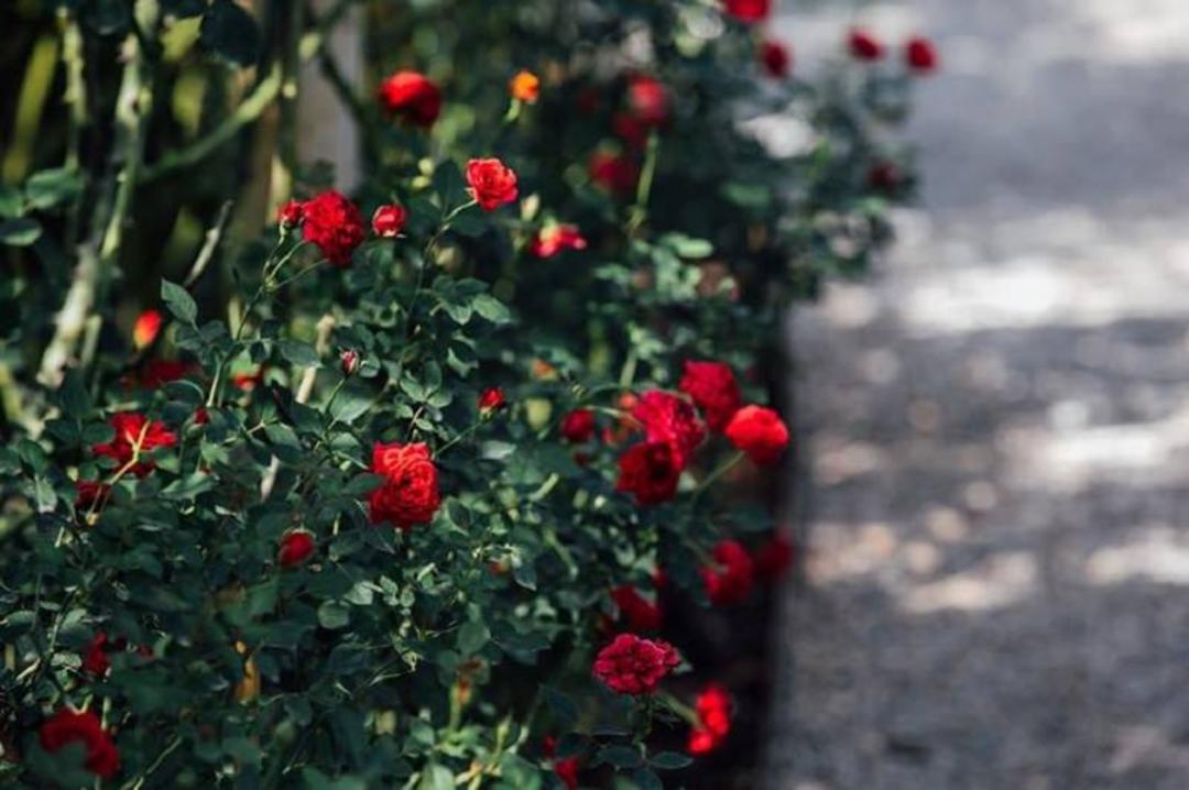 جشنواره گل چیانگ مای