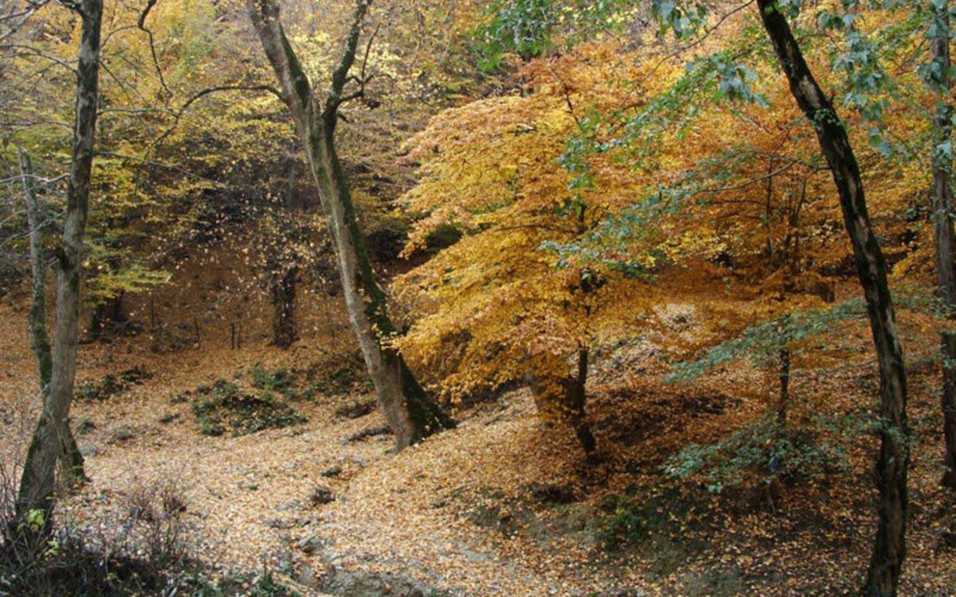 روستای زیارت