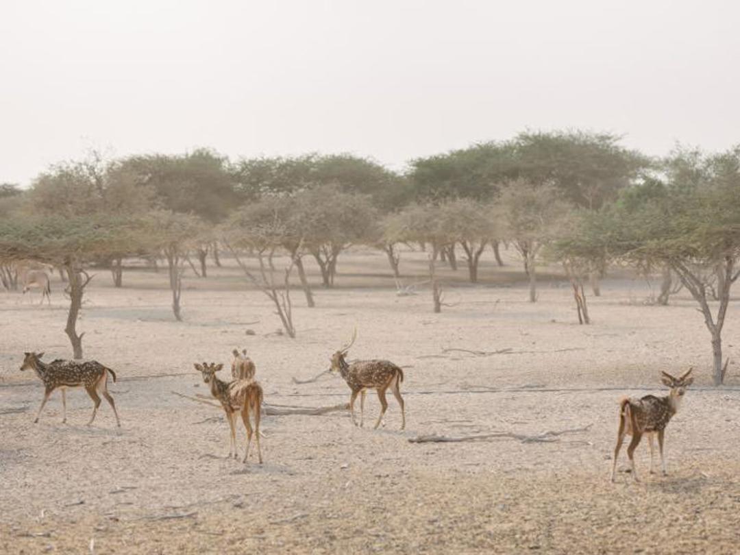 ابوظبی