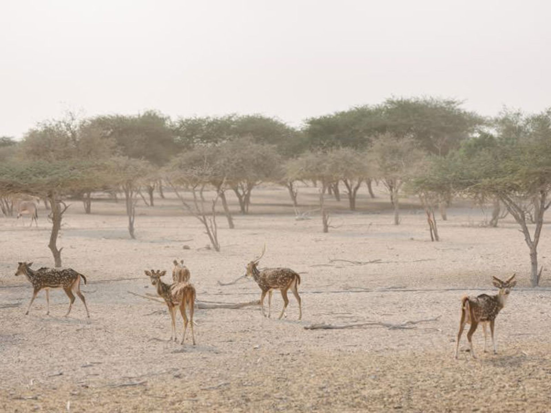 ابوظبی