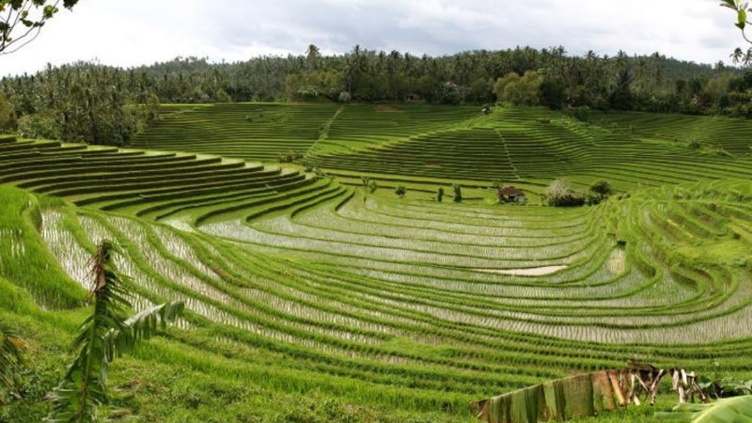 مزرعه برنج هند