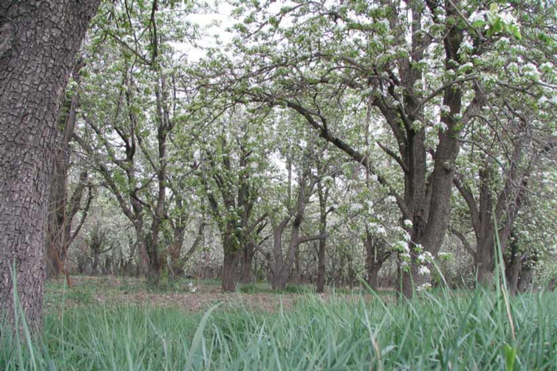 باغ سیب مهرشهر