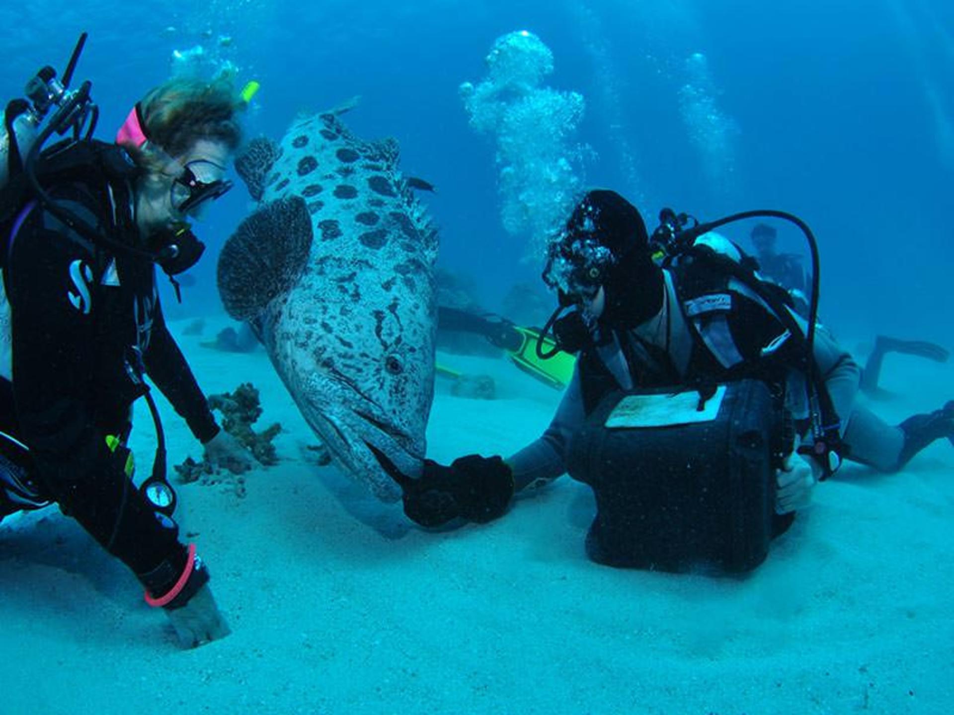 استرالیا cod hole