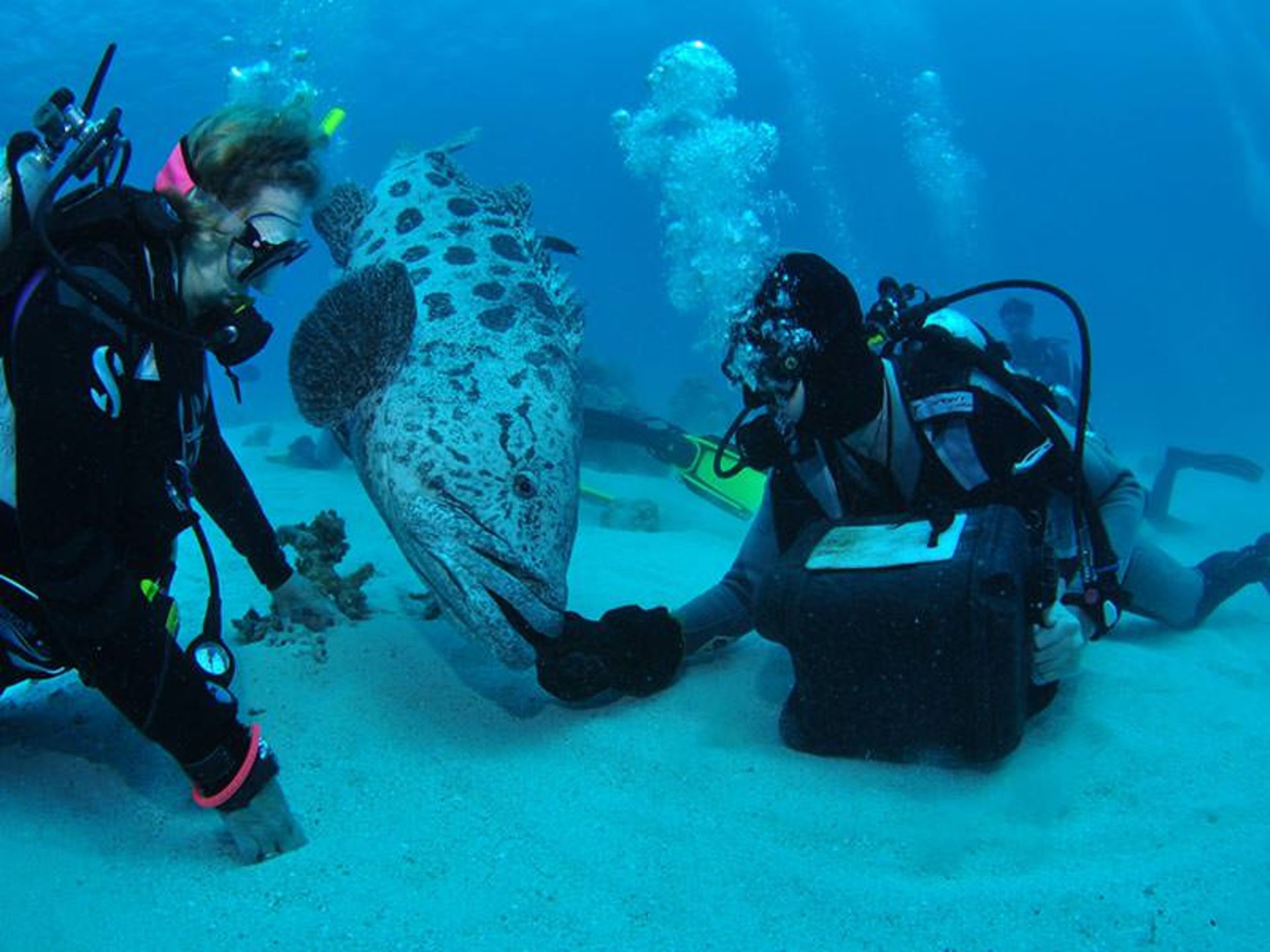 استرالیا cod hole