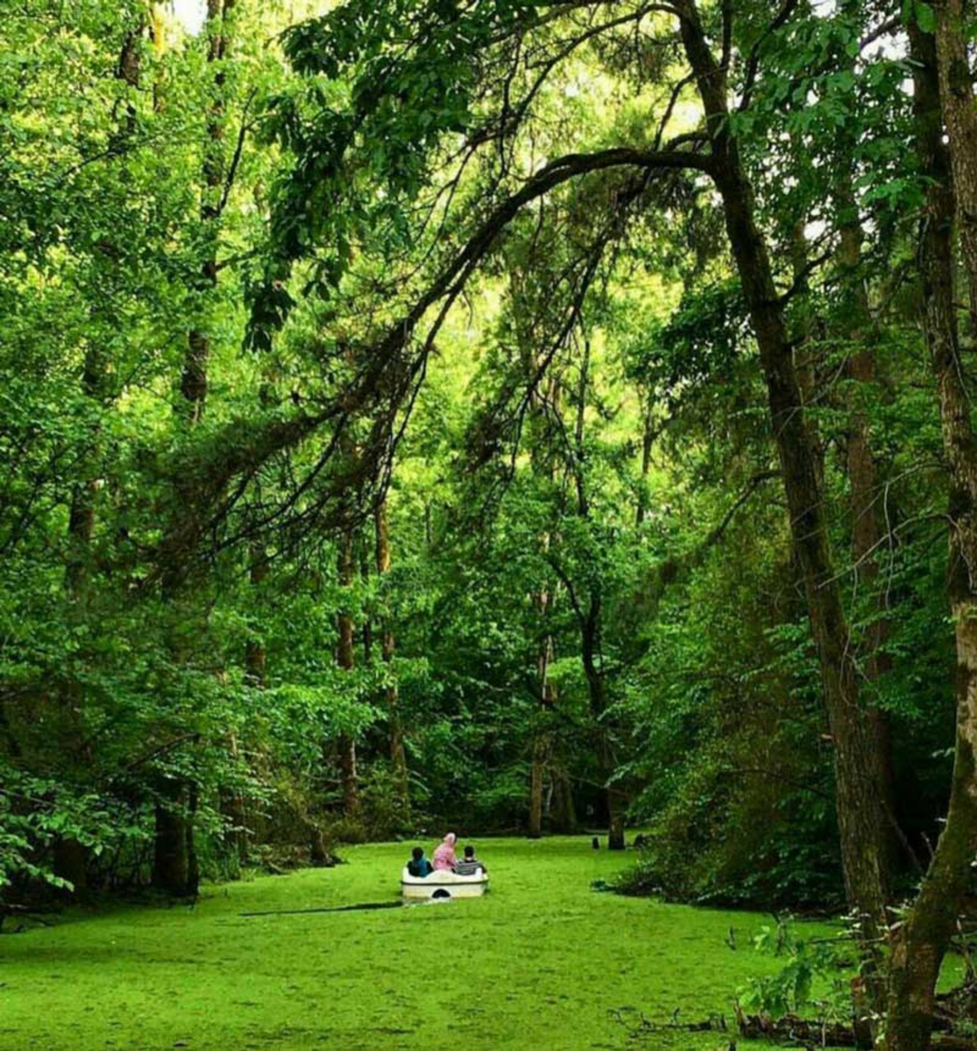 مرداب سراوان، رشت