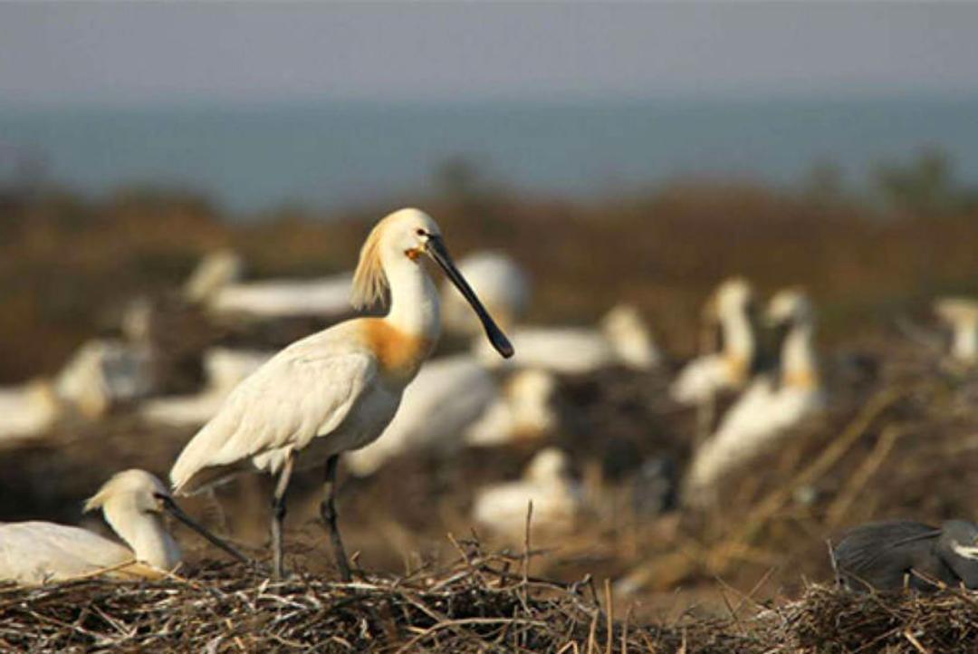 جزایر خور موسی