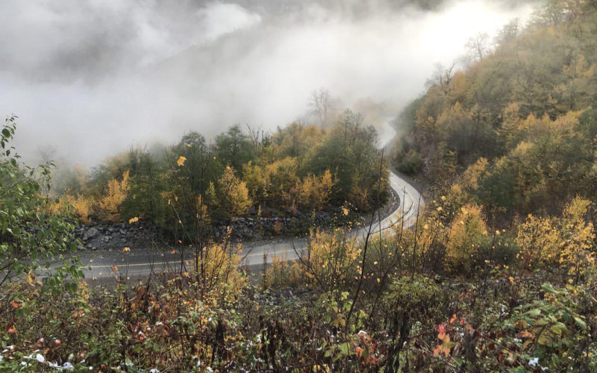 جنگل توسکستان