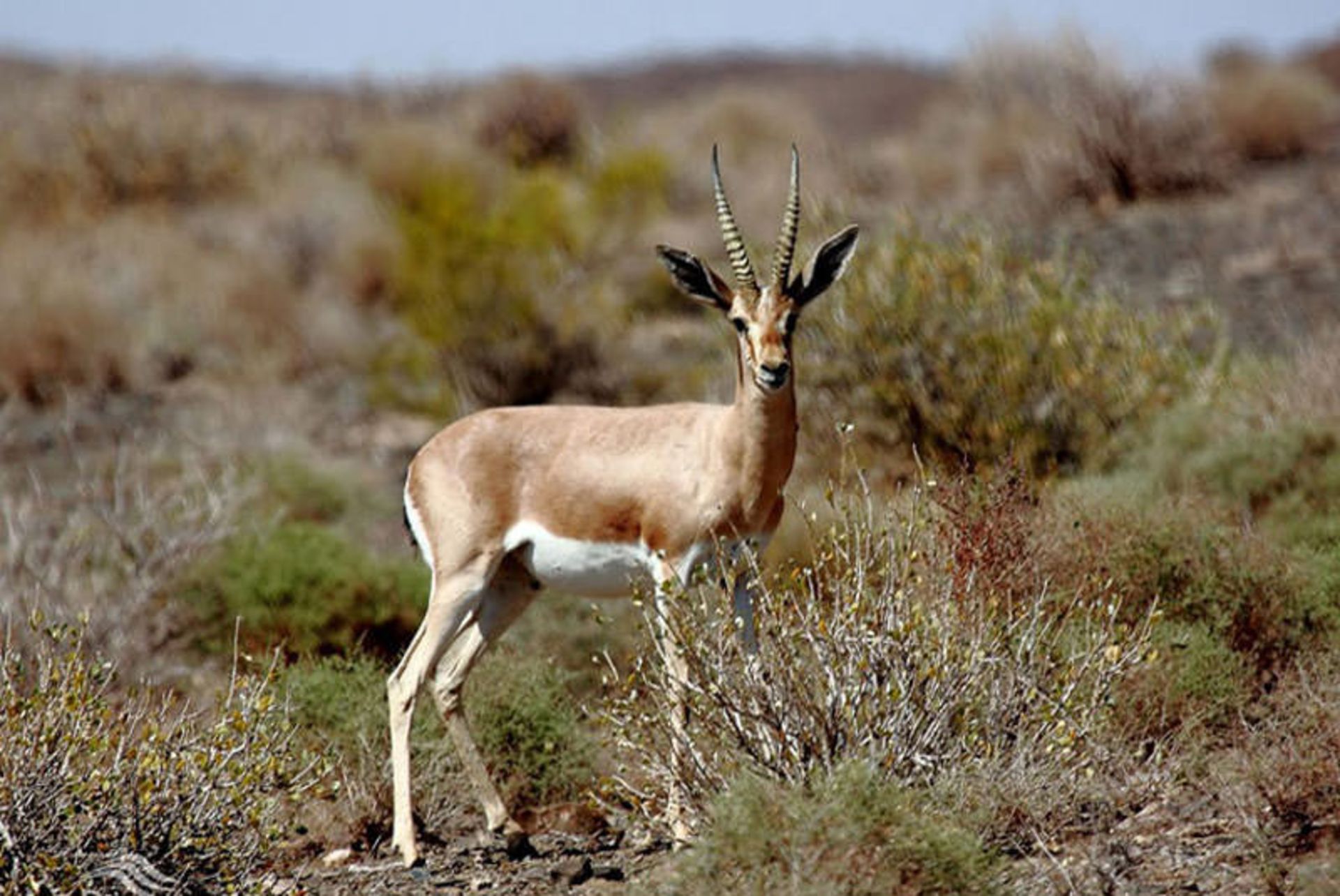 پارک ملی کرخه