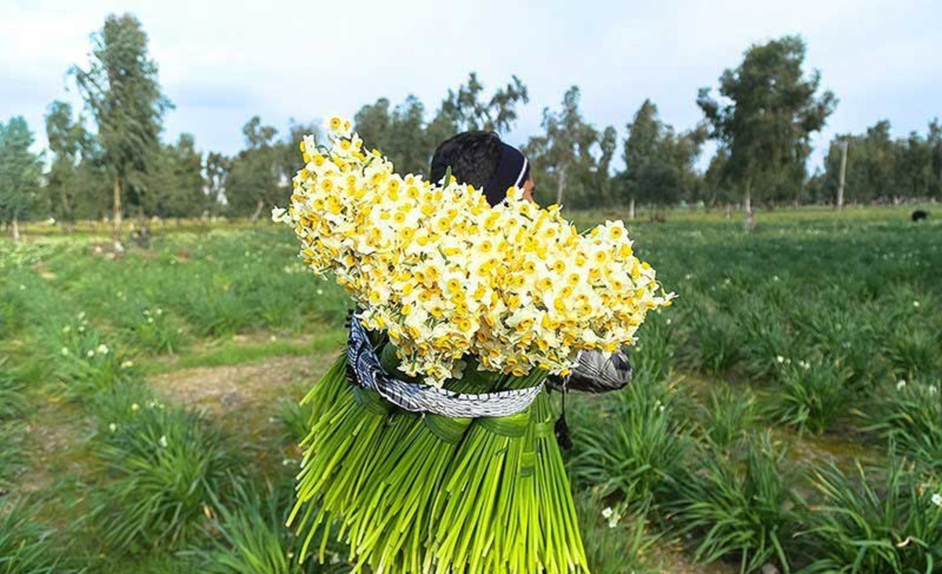 نرگس زار بهبهان