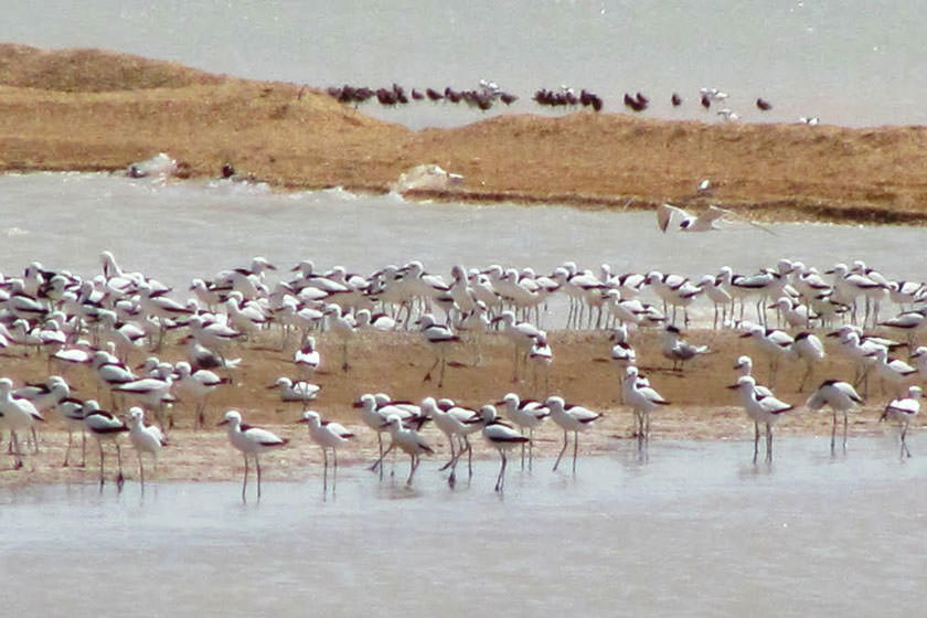 خور موسی کجاست | عکس + آدرس و هر آنچه پیش از رفتن باید بدانید - کجارو
