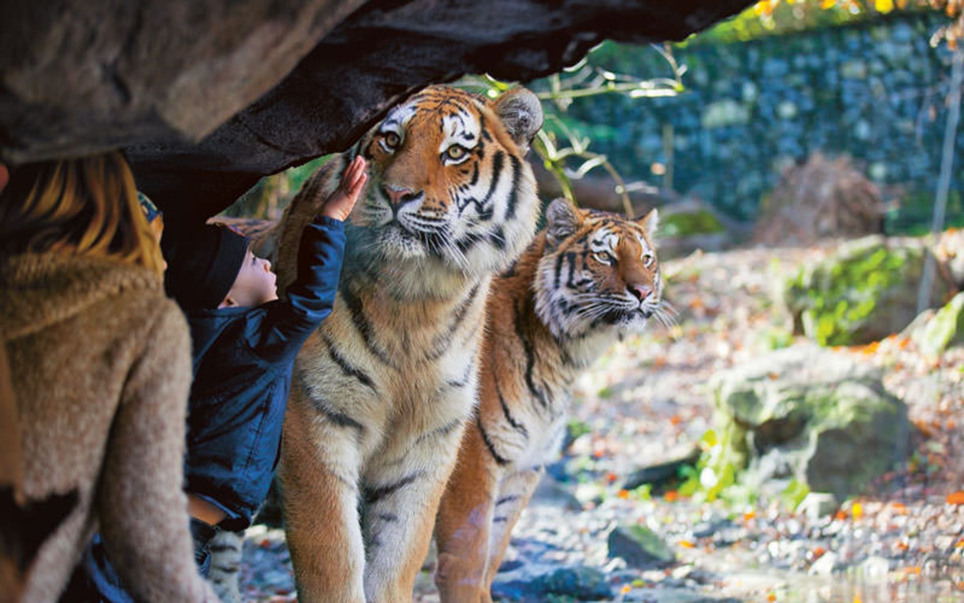 باغ وحش زوریخ (Zurich Zoo)