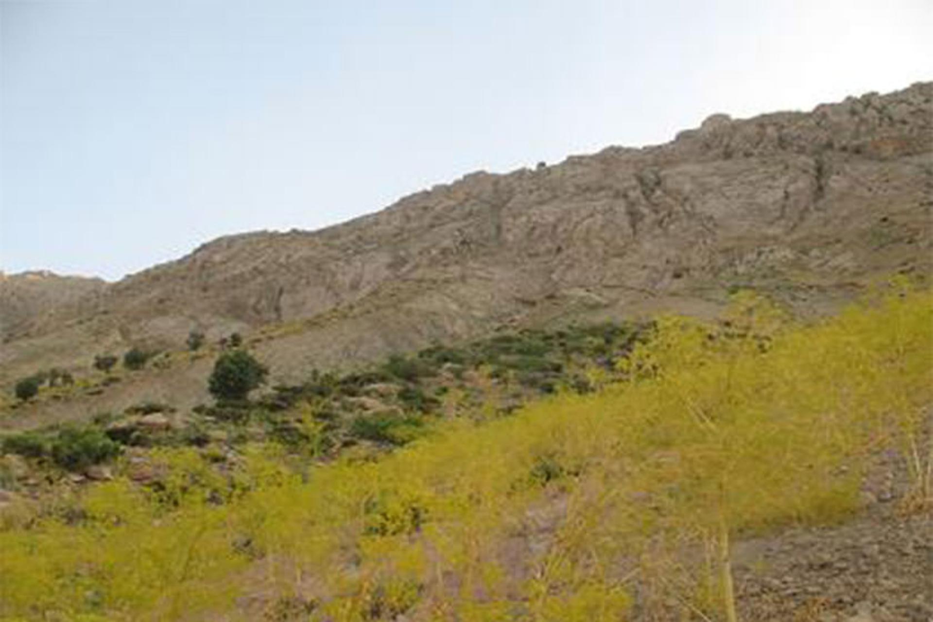 کوه کینو