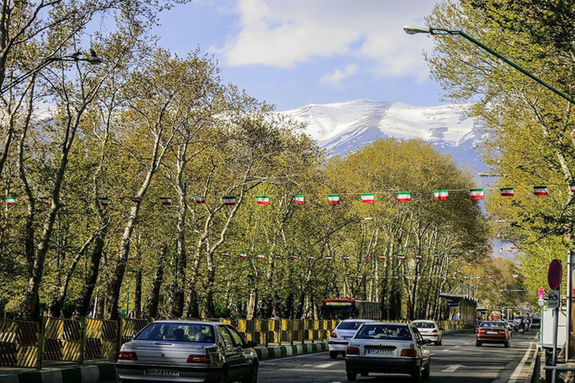 سامندهی درختان چنار
