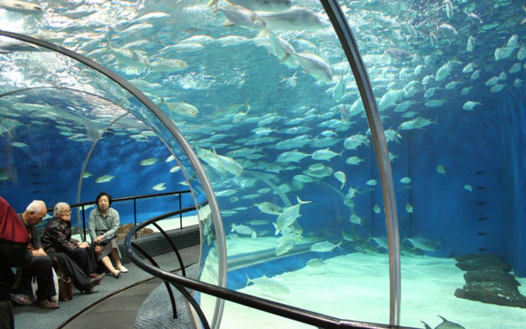 آکواریوم اقیانوس شانگهای (Shanghai Ocean Aquarium)