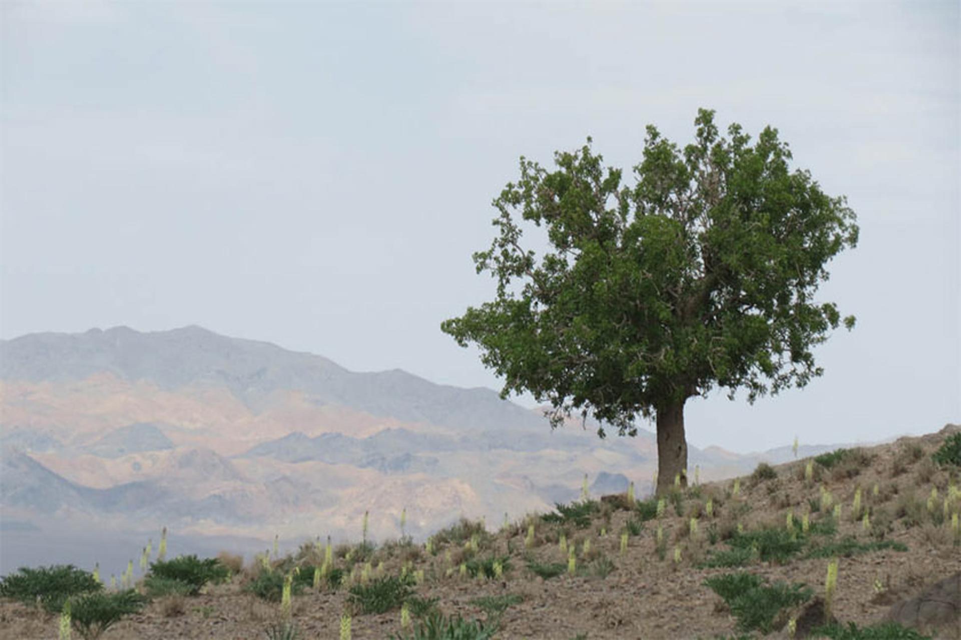 کوه شاه 
