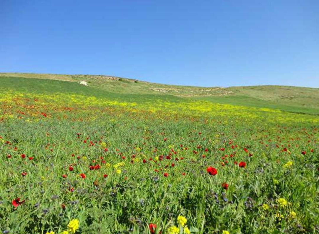 گلزار سرسبز در دره جنگلی ایردموسی