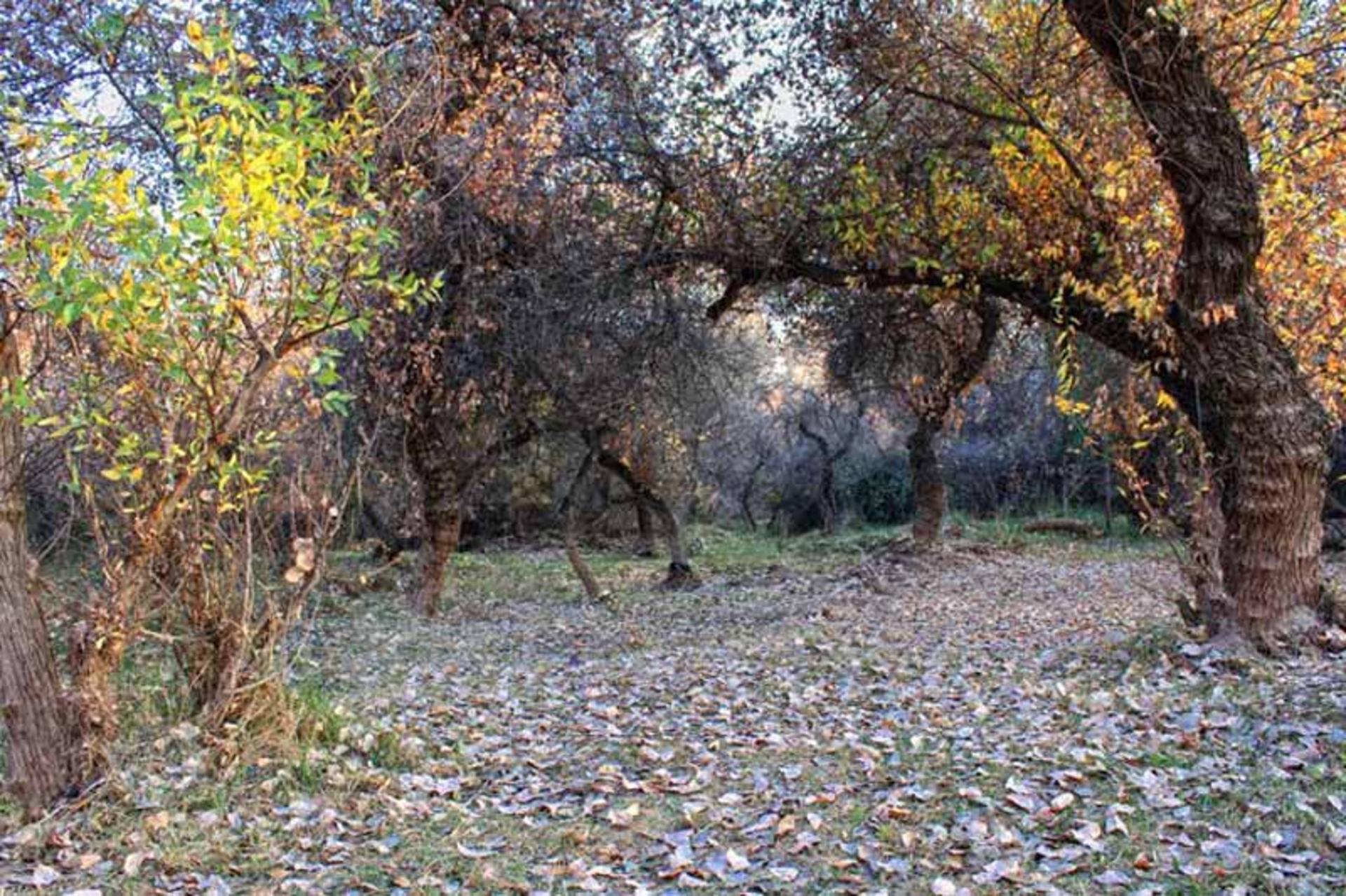 بیشه عباس آباد دزفول