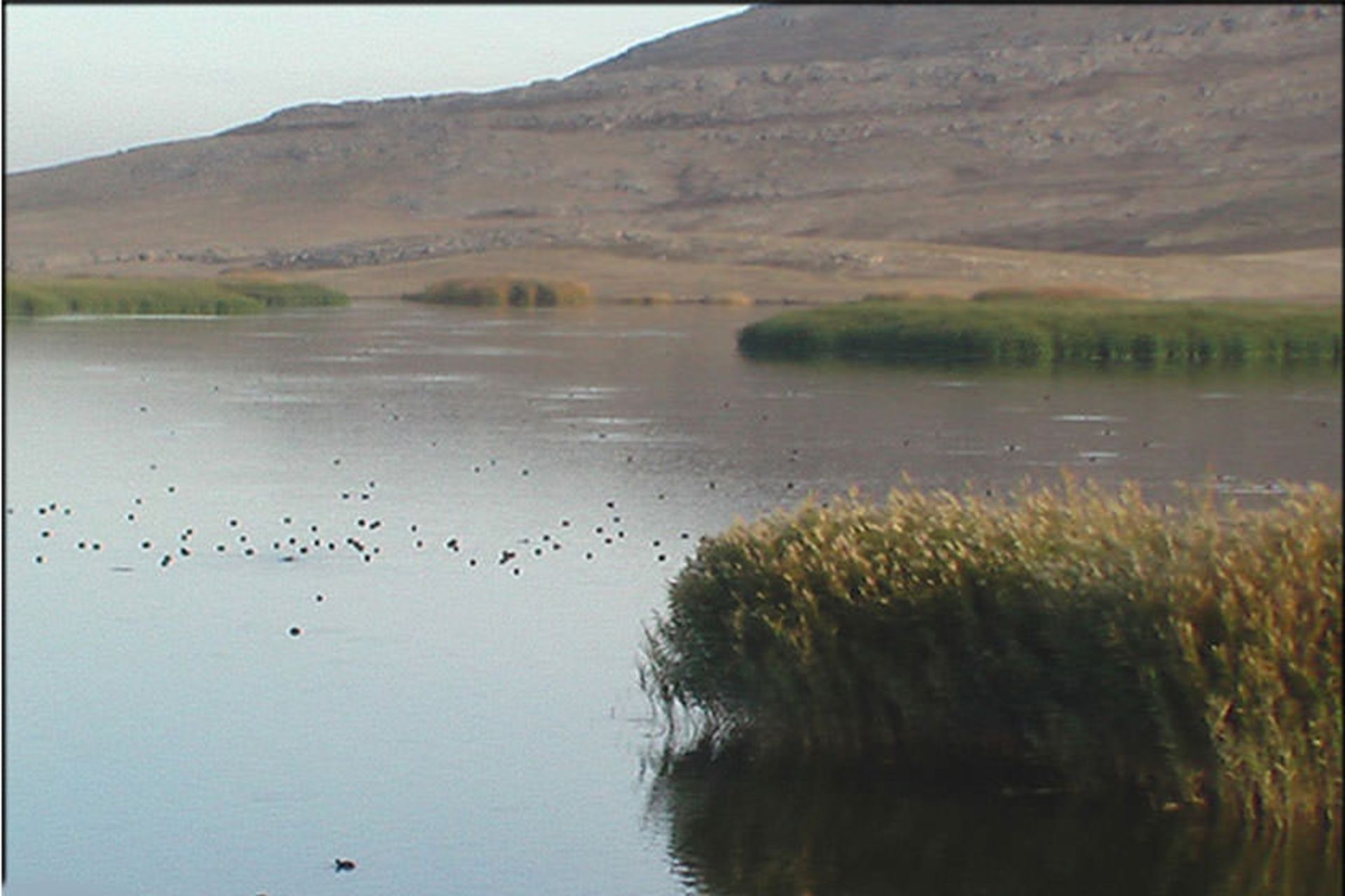 تالاب بیشه دالان