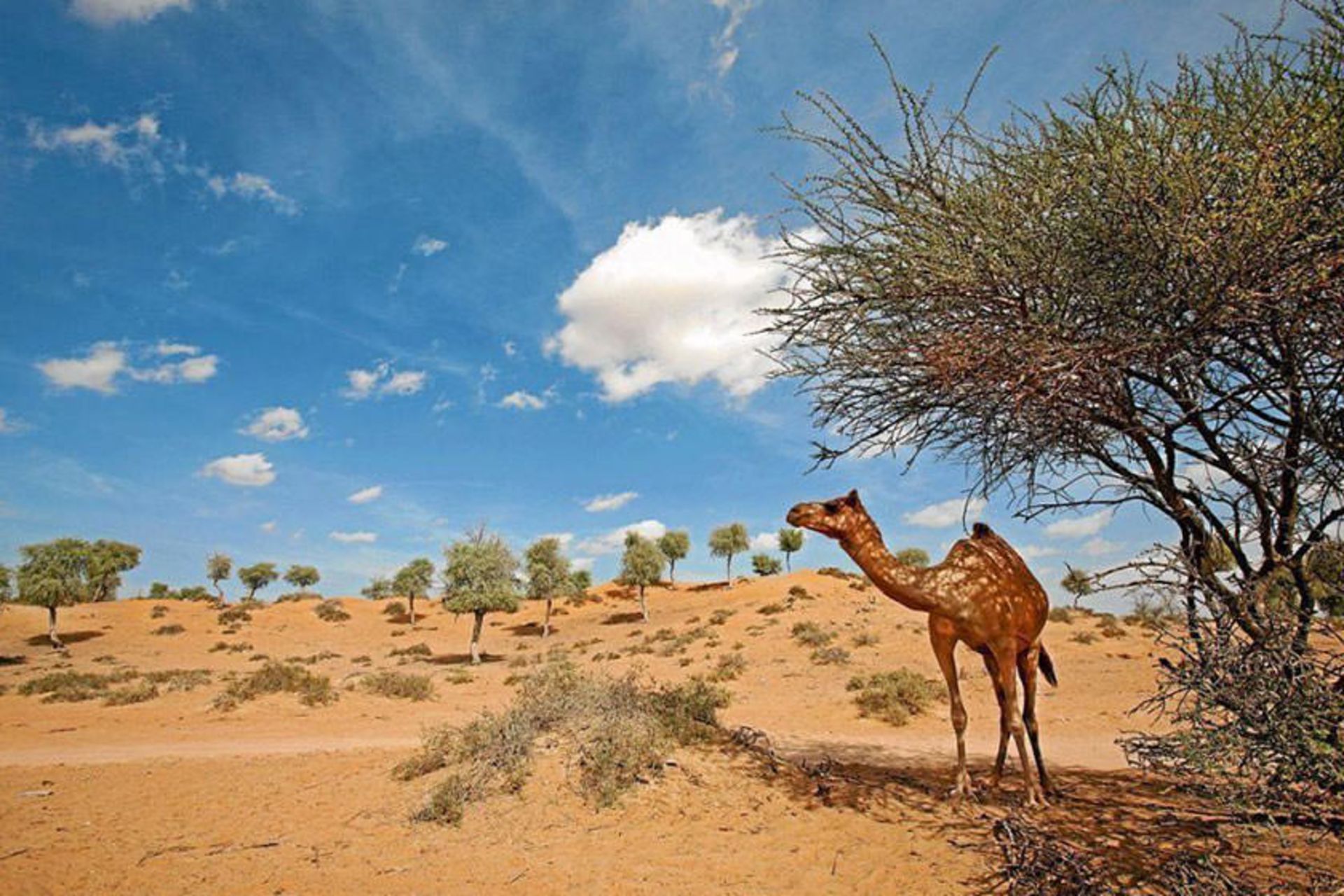 راس الخیمه