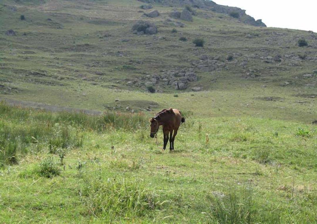 اسب وحشی در دشت های سرسبز روستای آتشگاه