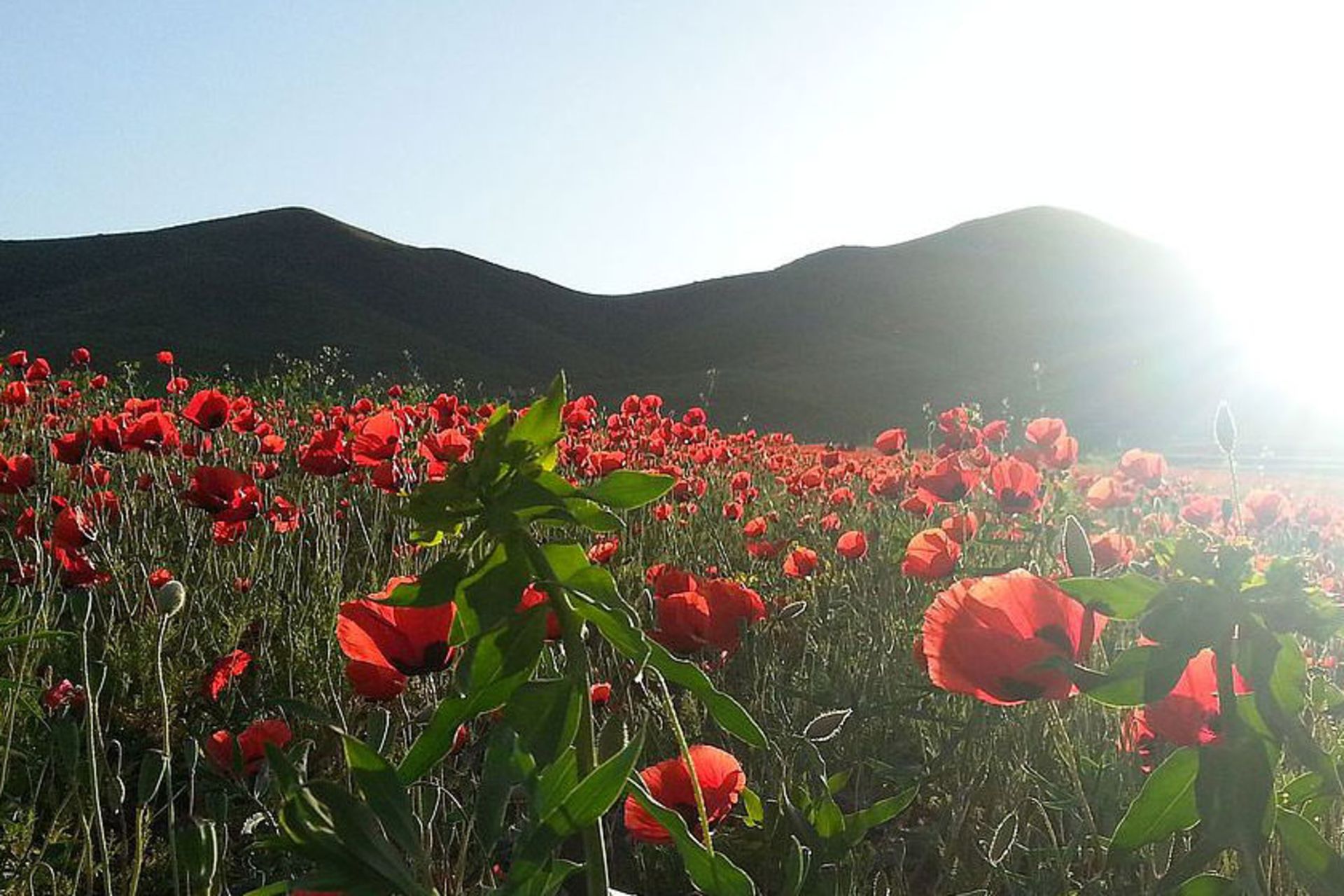 خوی