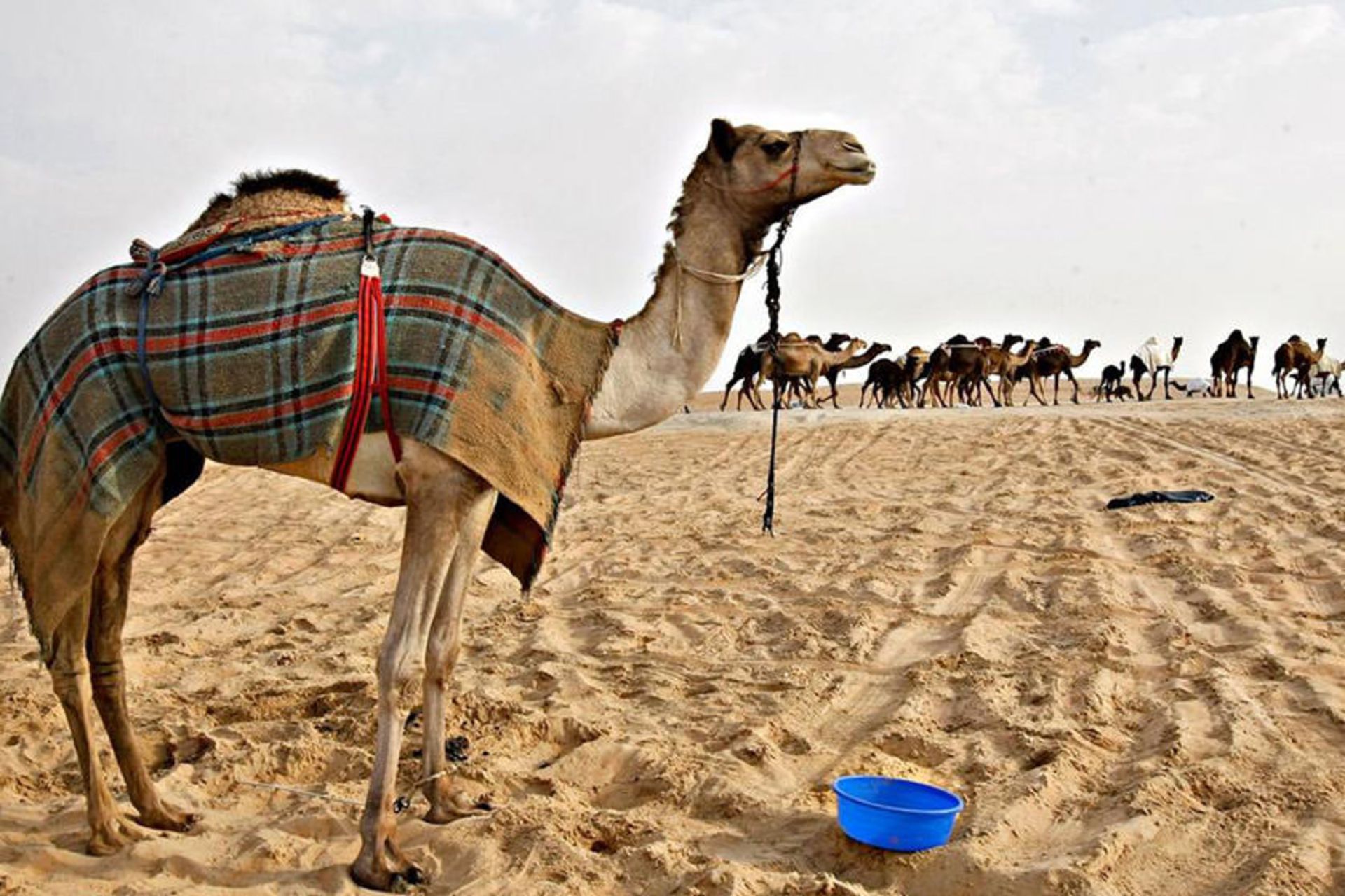 مدینه زاید