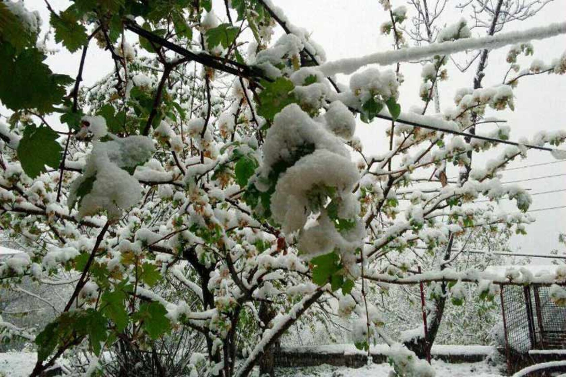 سرمازدگی محصولات