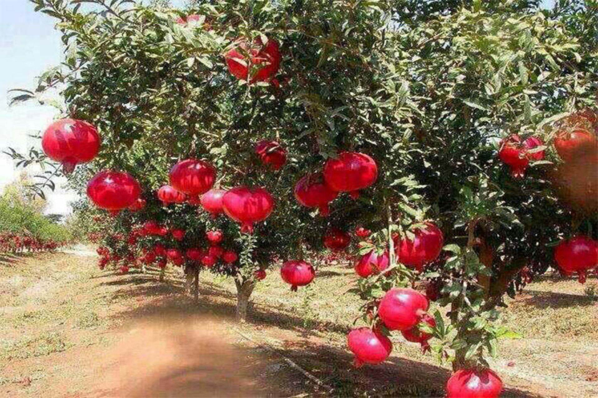 منطقه گردشگری منگره