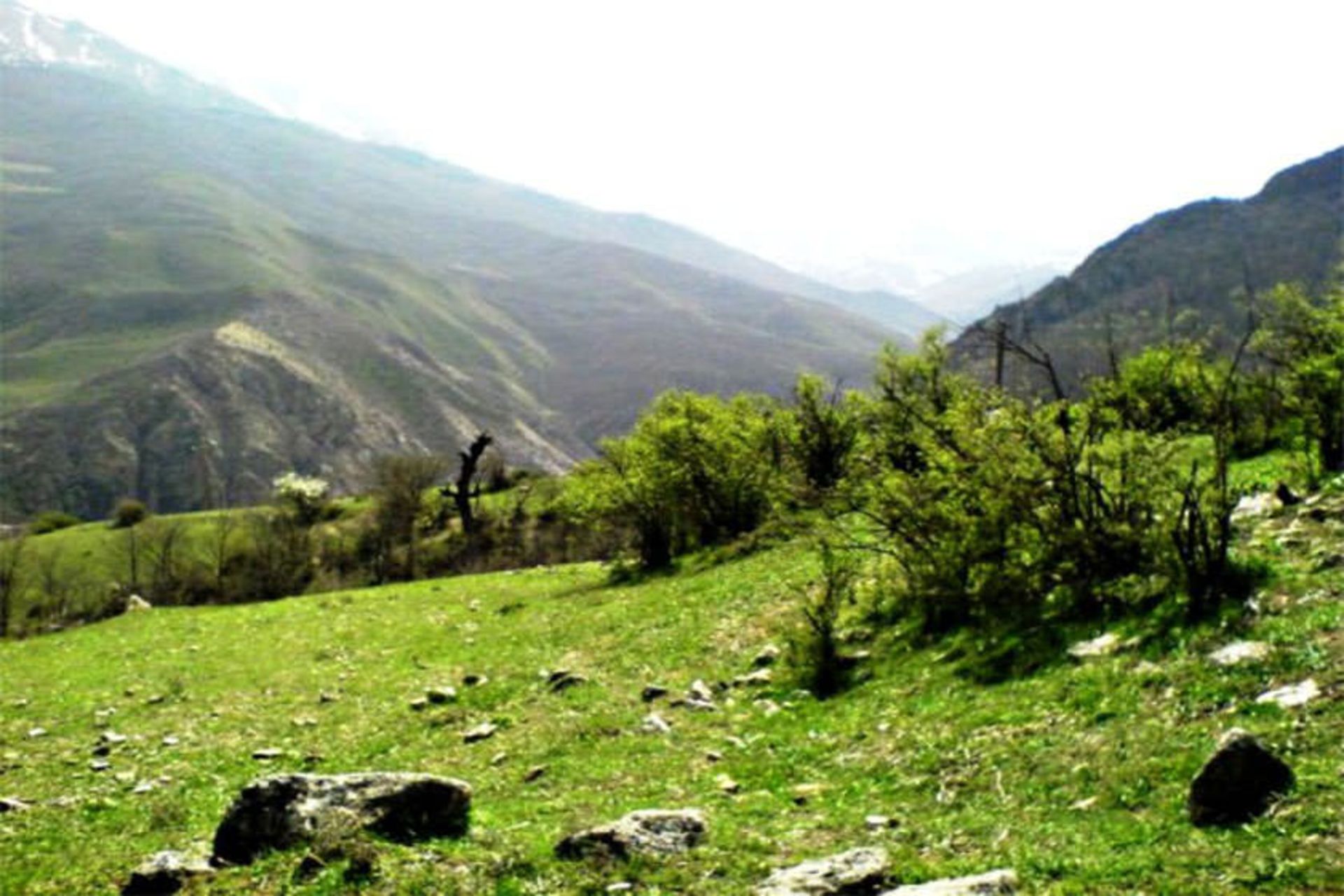 منطقه جنگلی اوریم