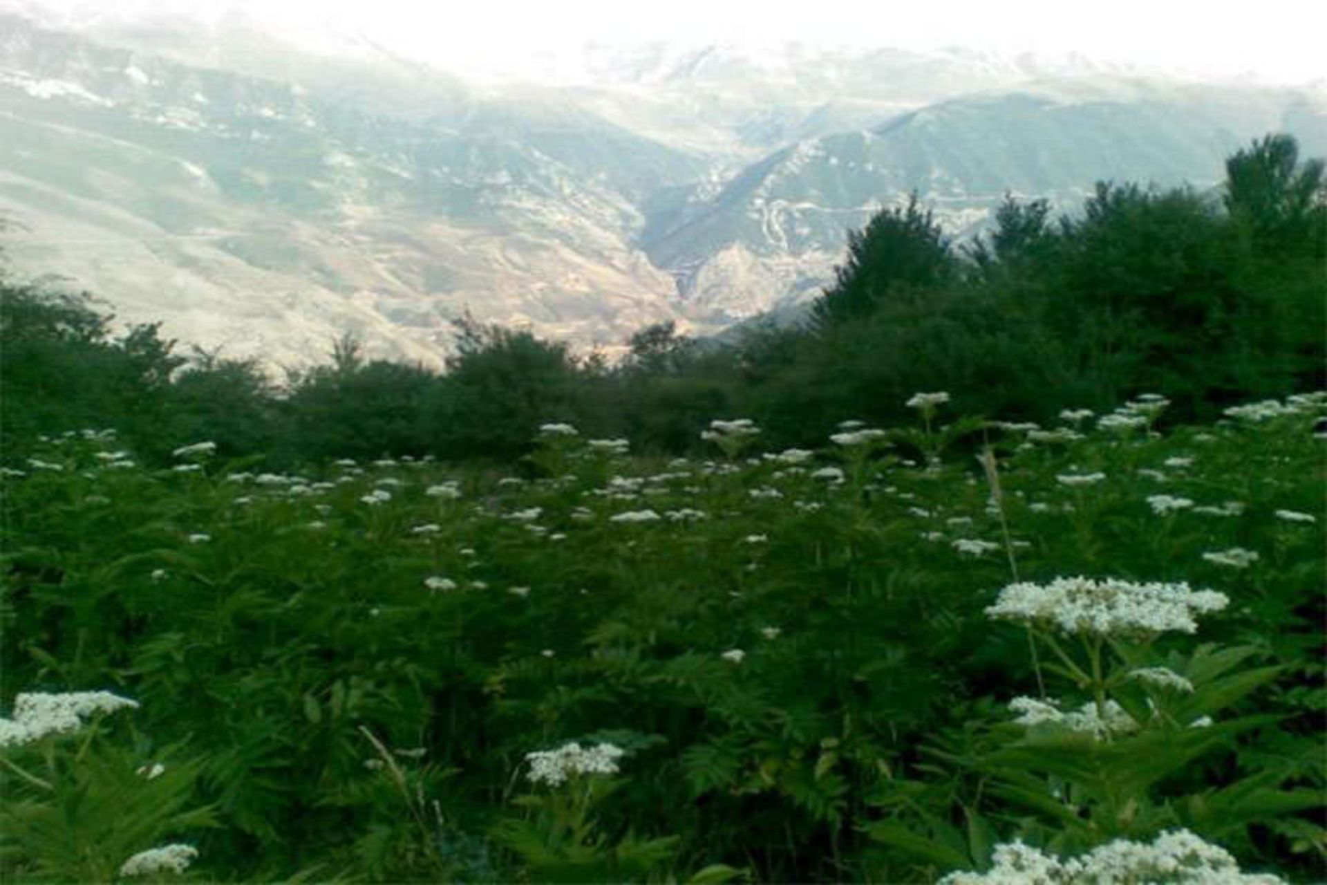 منطقه جنگلی اوریم