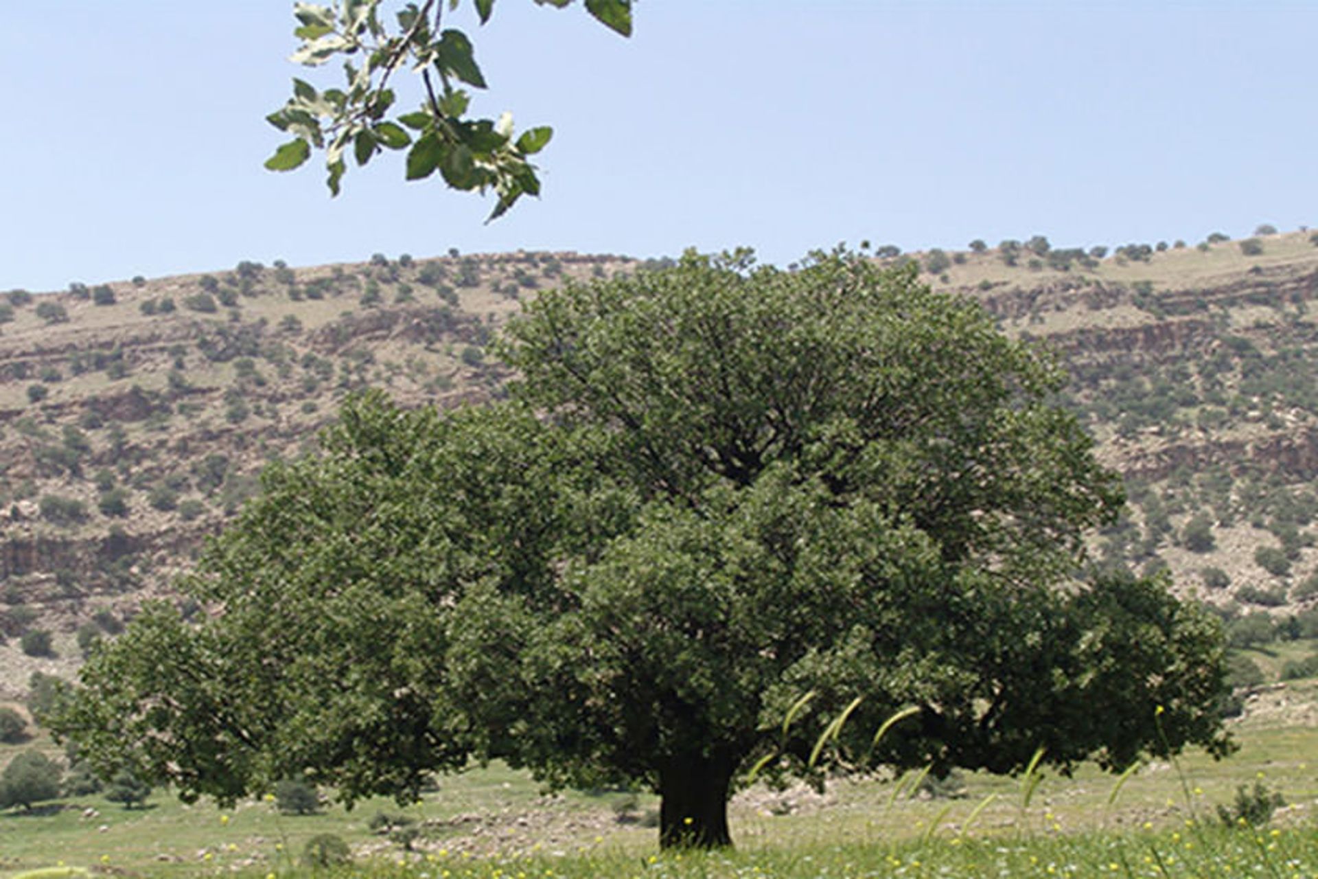 منطقه گردشگری منگره