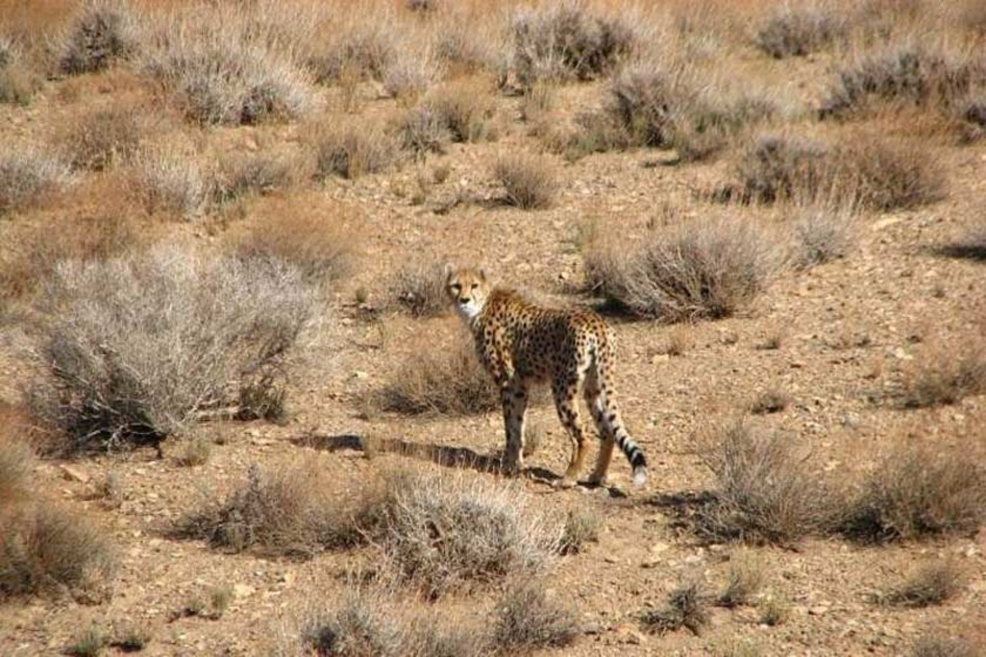 منطقه توران